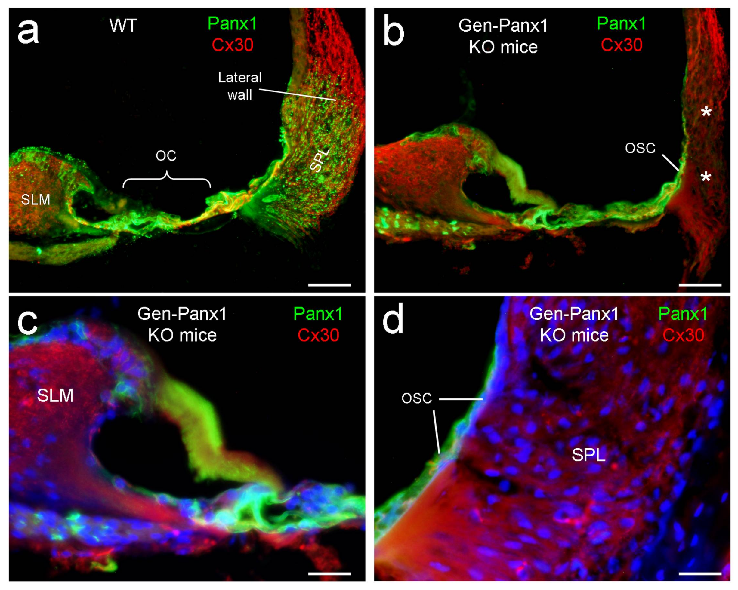 Ijms 19 01332 g001 550
