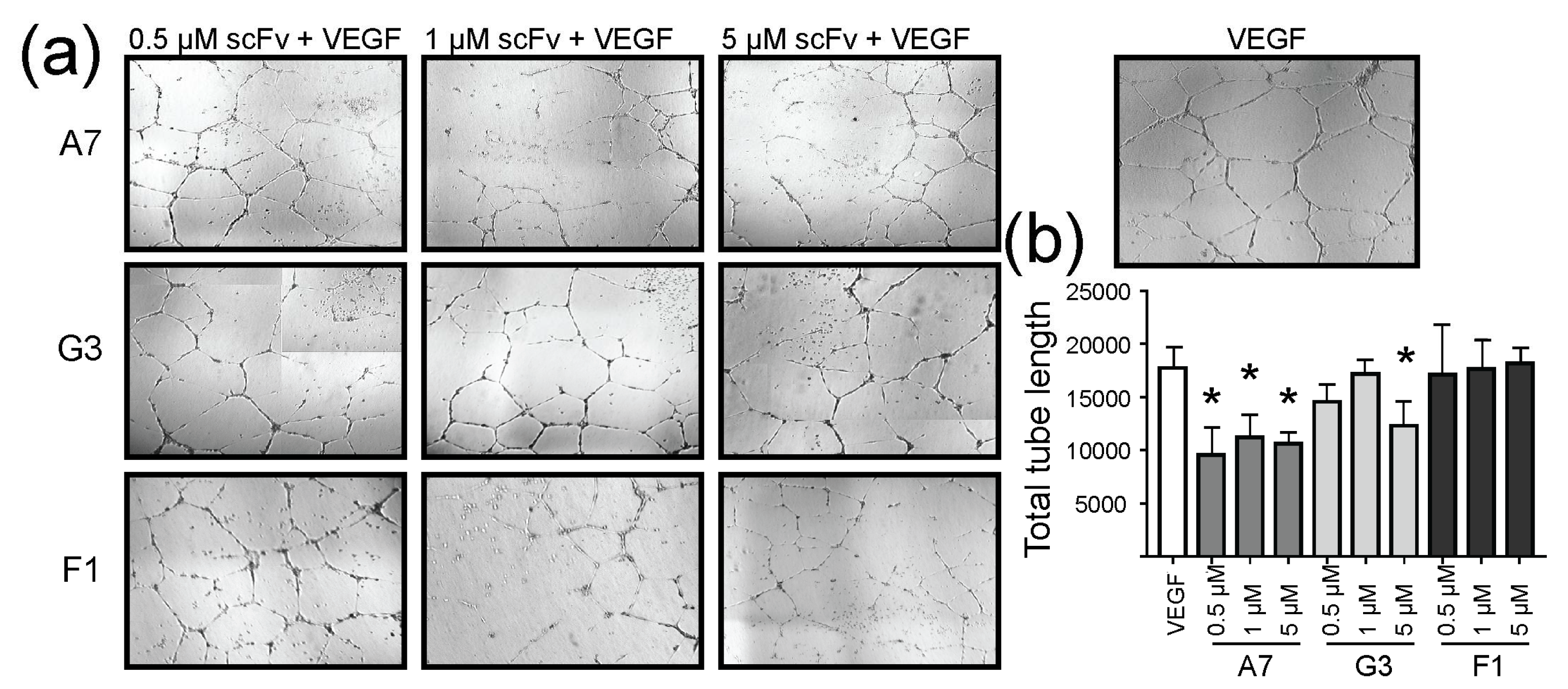Ijms 19 01334 g004