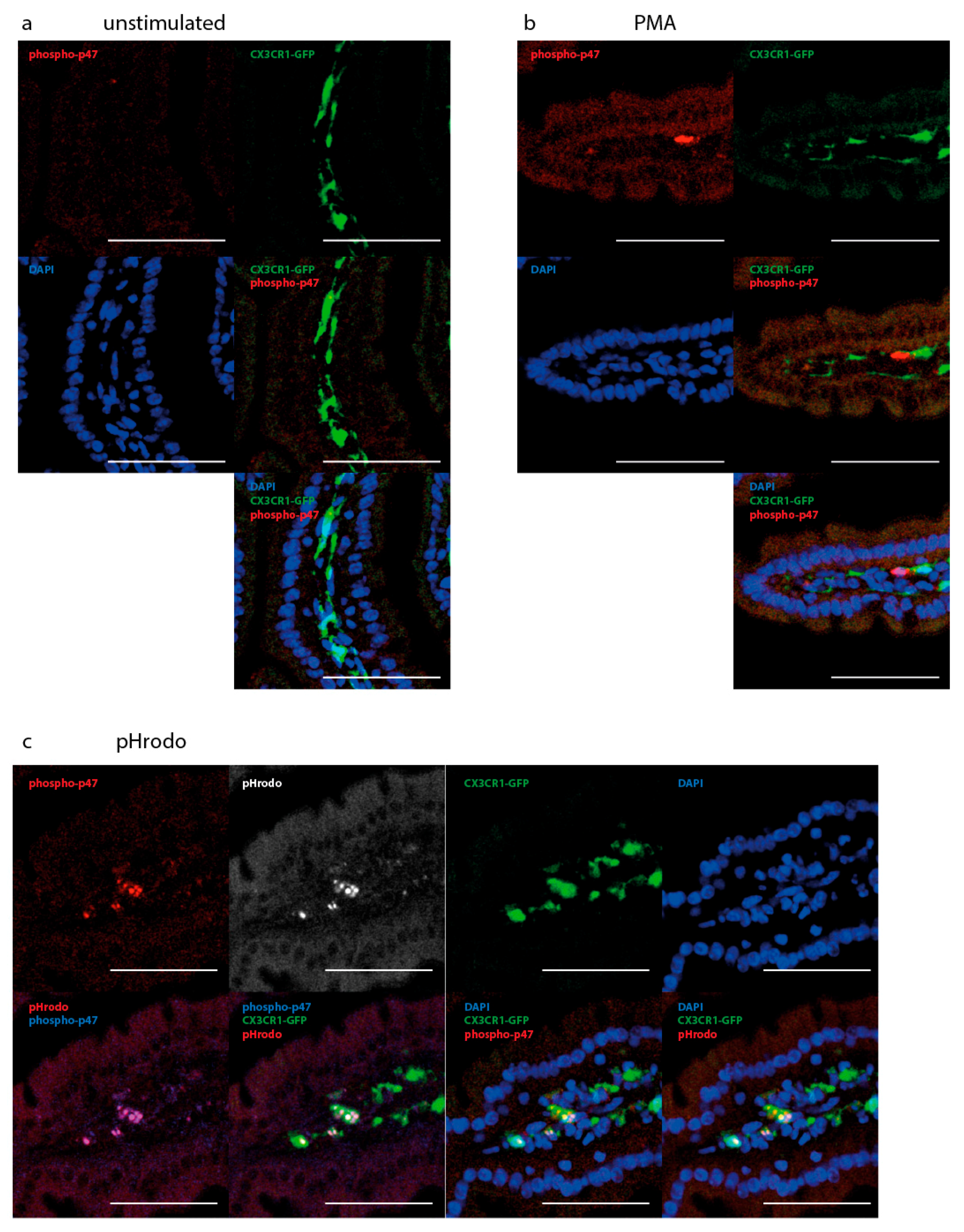 Ijms 19 01365 g005 Ijms 19 01365 g005