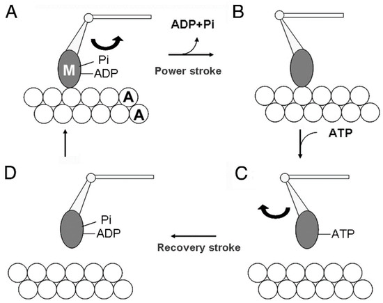Atp Hydrolysis Muscle Contraction atp-hydrolysis-muscle-contraction