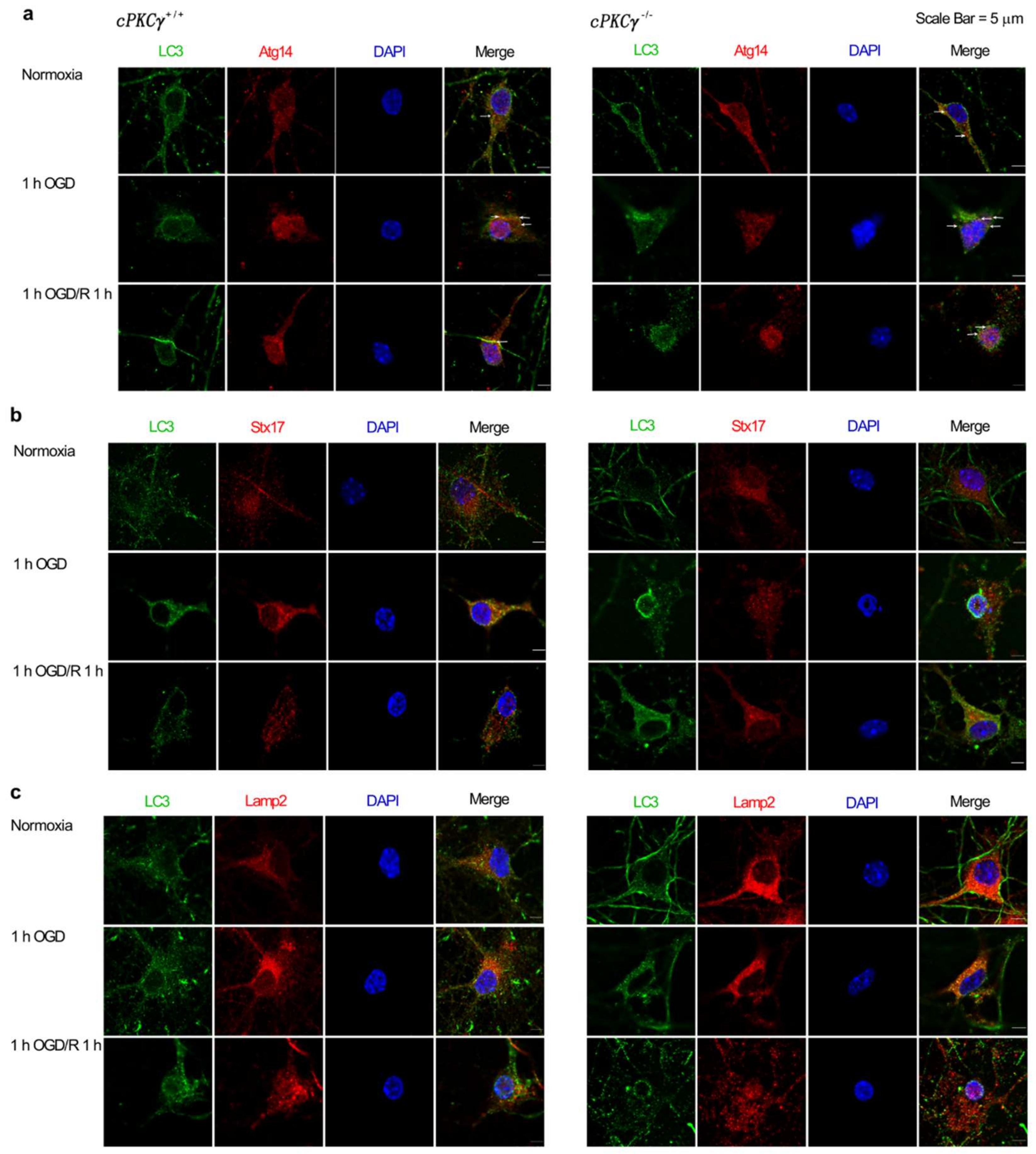 Ijms 19 01380 g002a 550