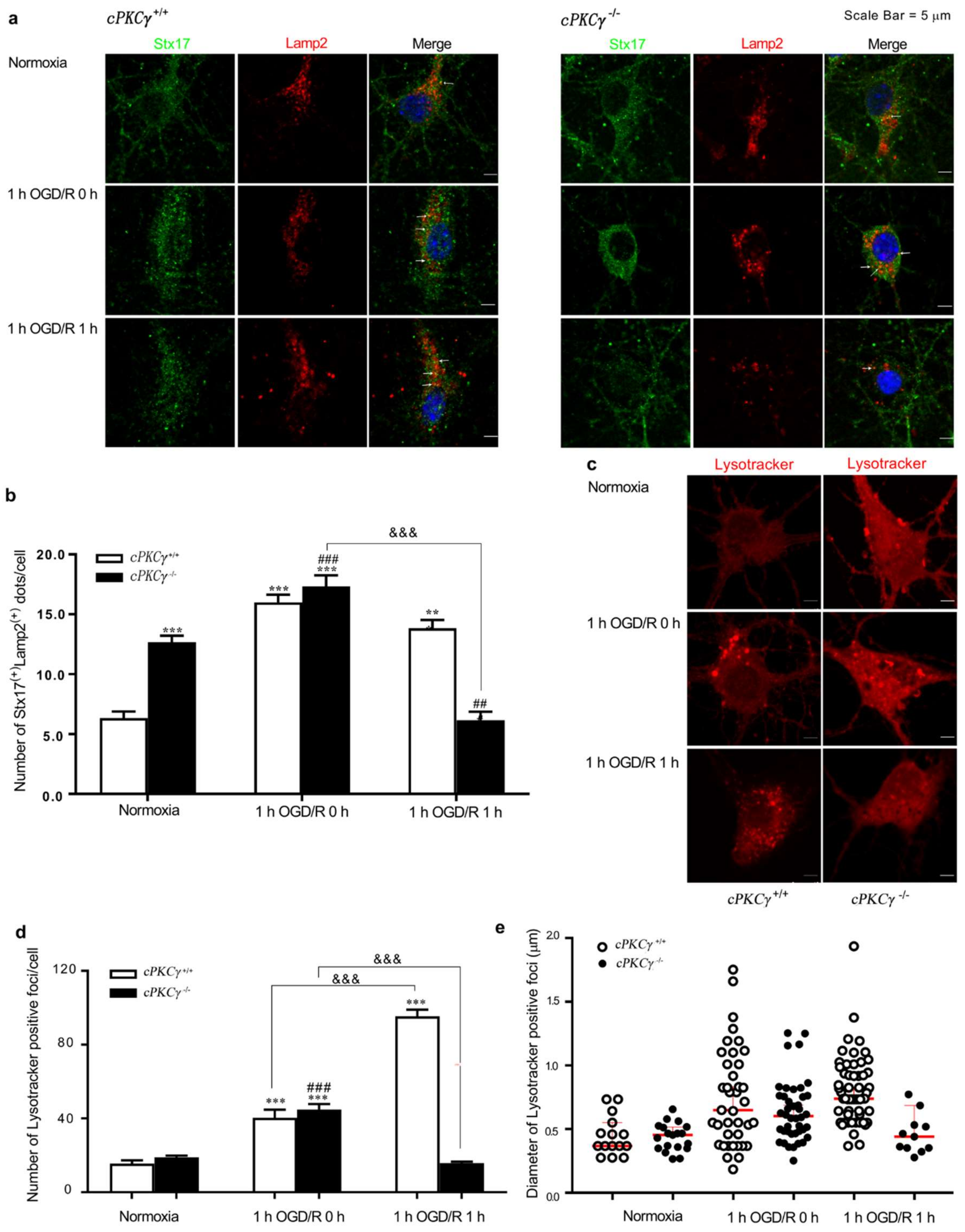Ijms 19 01380 g003 550