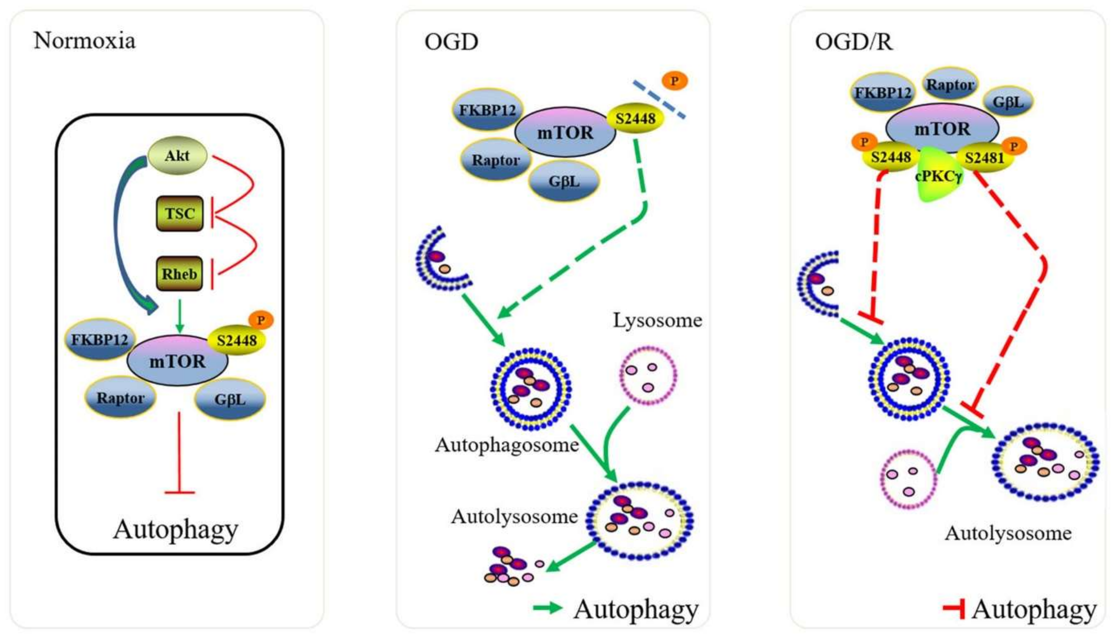 Ijms 19 01380 g005 550
