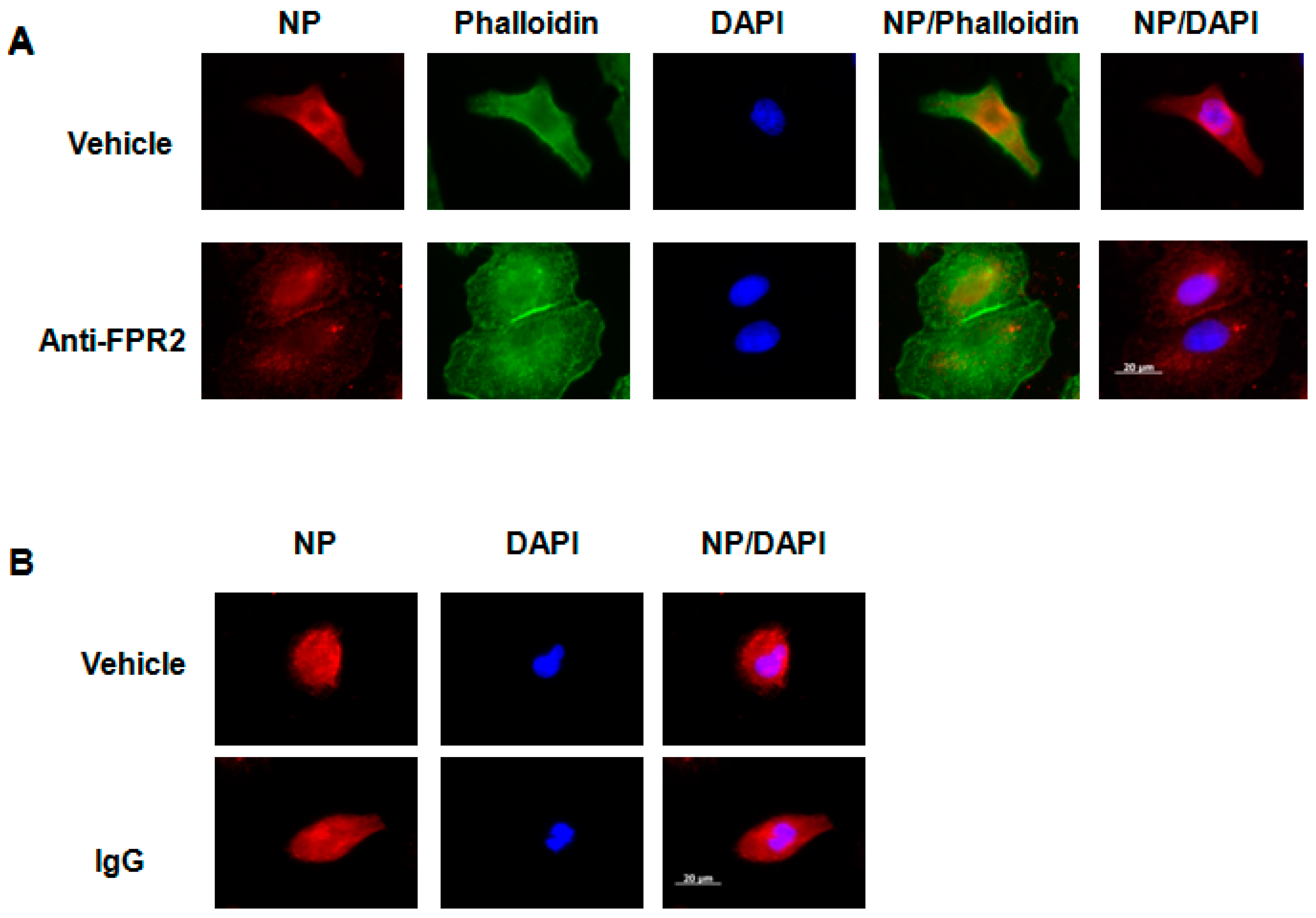 Ijms 19 01400 g008 550