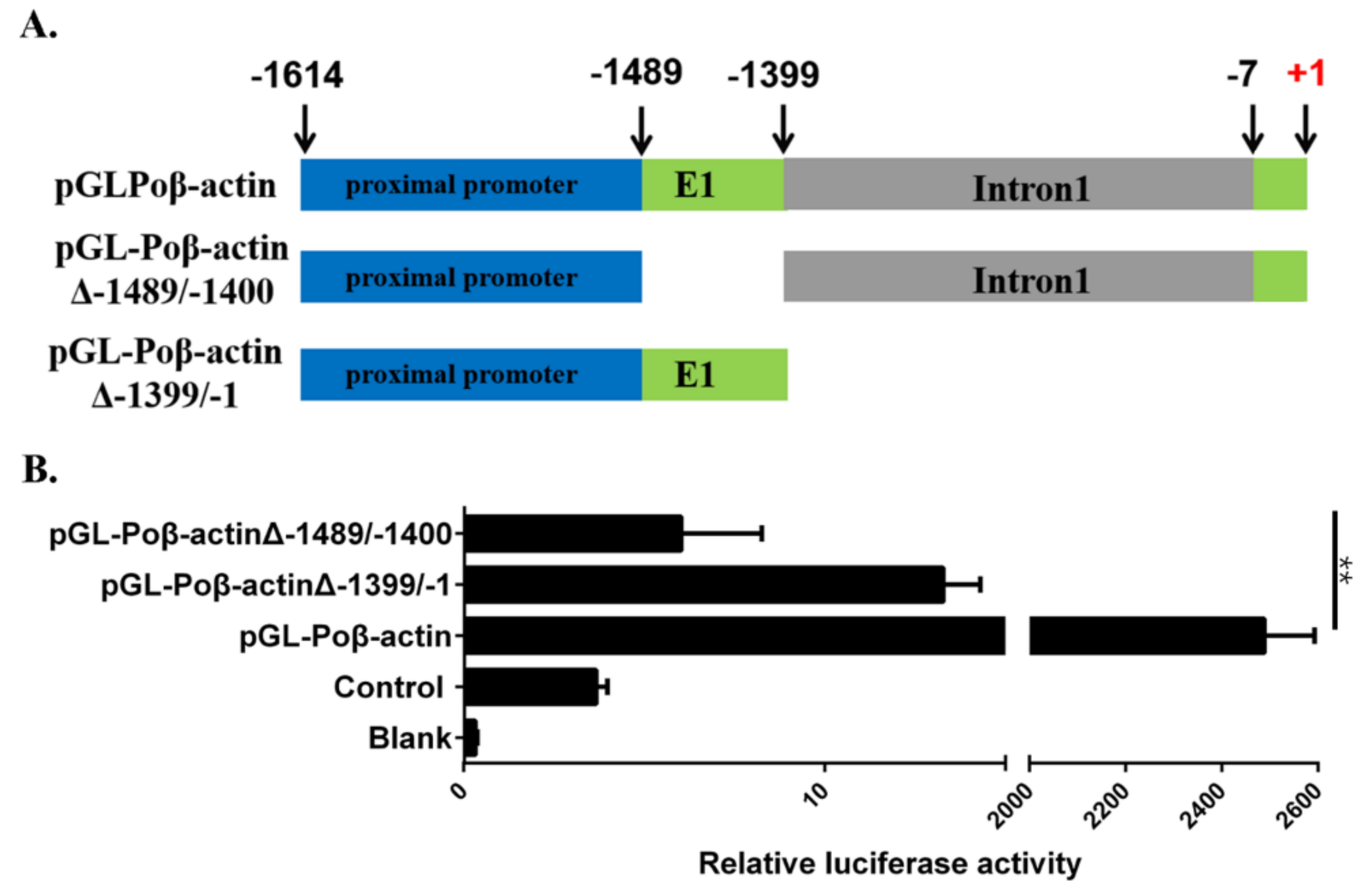 Ijms Free Full Text Functional Analysis Of The Promoter Region Of Japanese Flounder Paralichthys Olivaceus B Actin Gene A Useful Tool For Gene Research In Marine Fish Html Ijms Free Full Text Functional Analysis Of The Promoter Region Of Japanese Flounder Paralichthys Olivaceus B Actin Gene A Useful Tool For Gene Research In Marine Fish Html