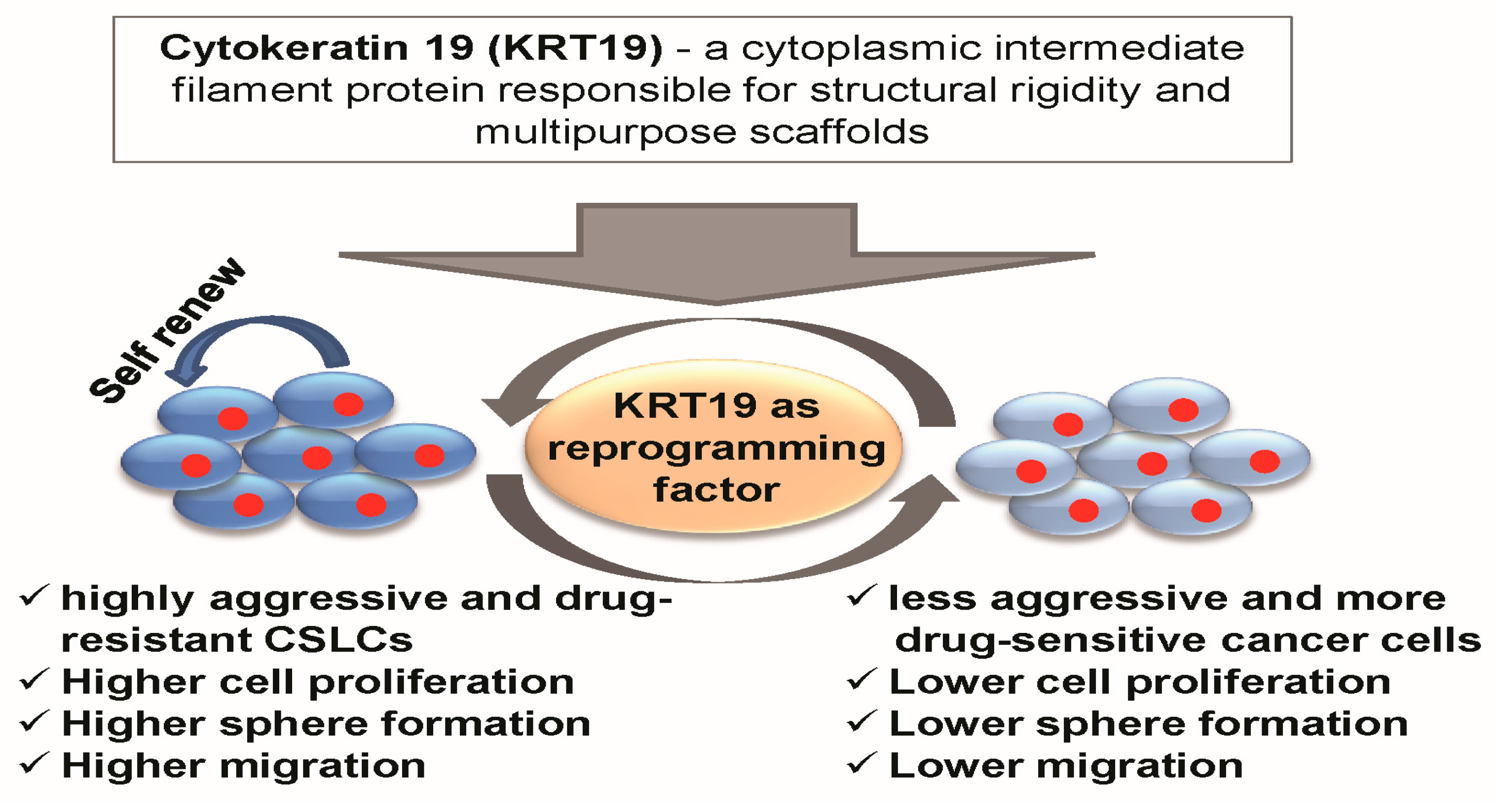 Цитокератин. Цитокератины. Cytokeratin 7 положительно. Цитокератин 19. Krt5 ген.