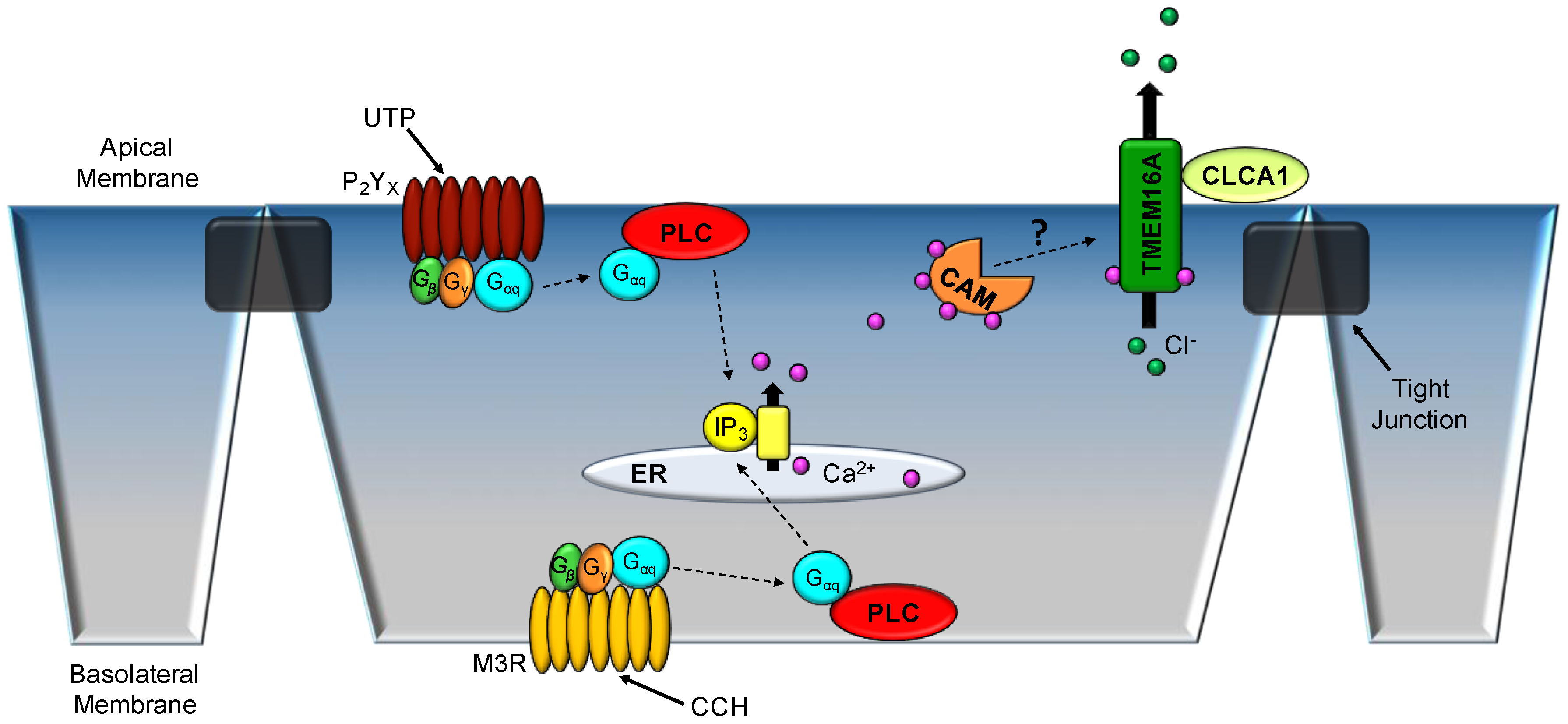 Ijms 19 01432 g003 Ijms 19 01432 g003