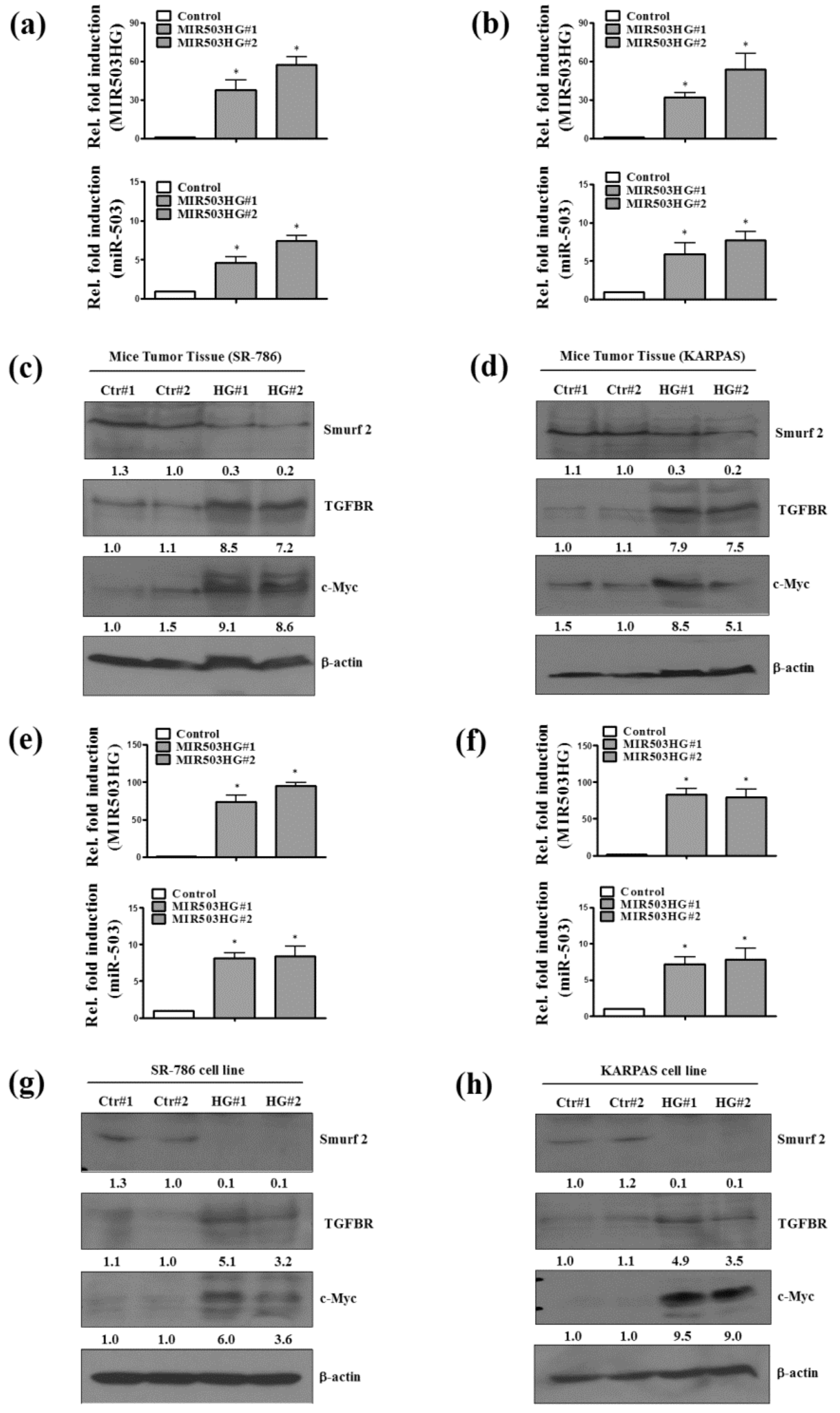 Ijms 19 01463 g005 Ijms 19 01463 g005