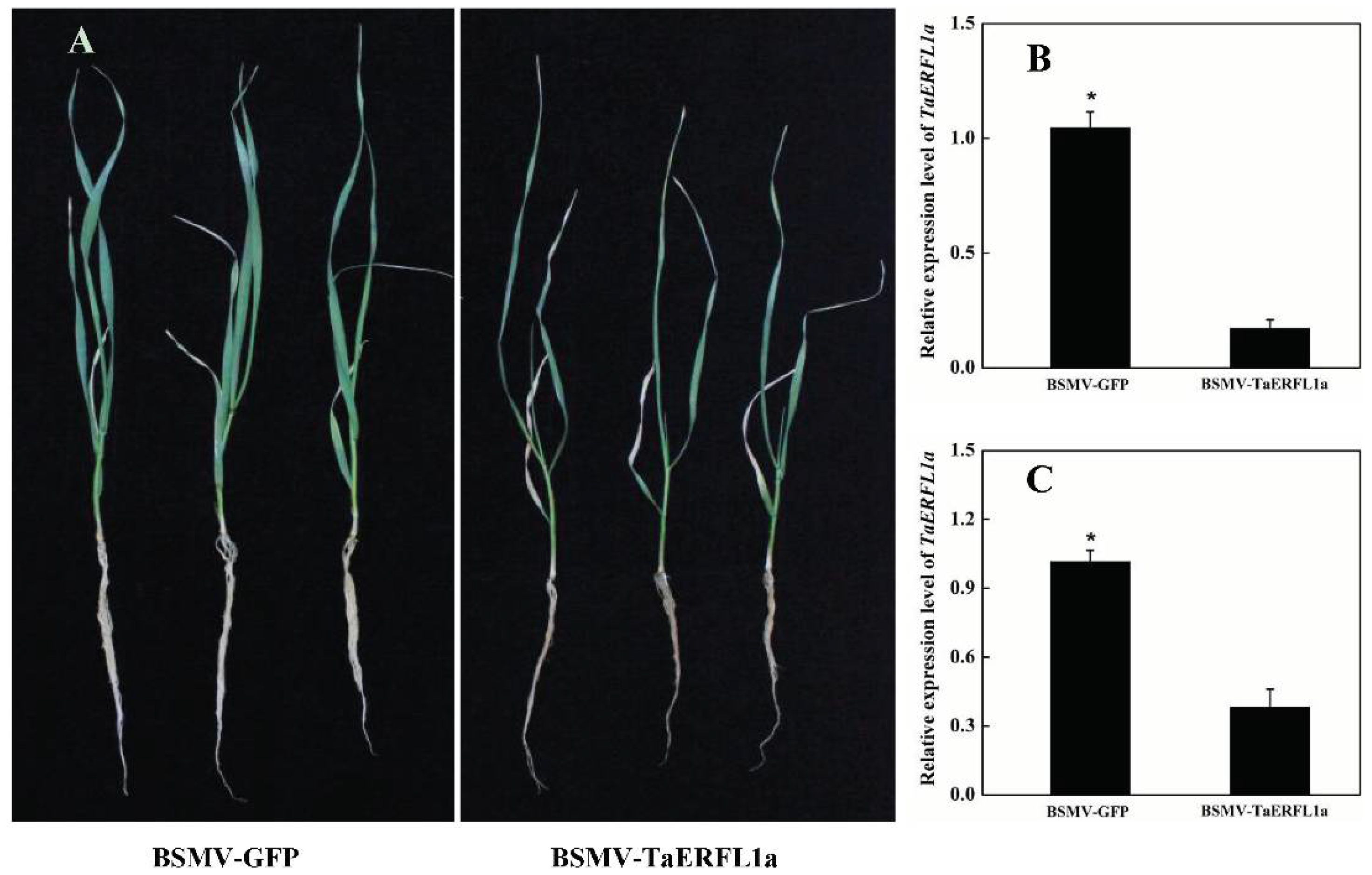 Ijms 19 01465 g003 Ijms 19 01465 g003
