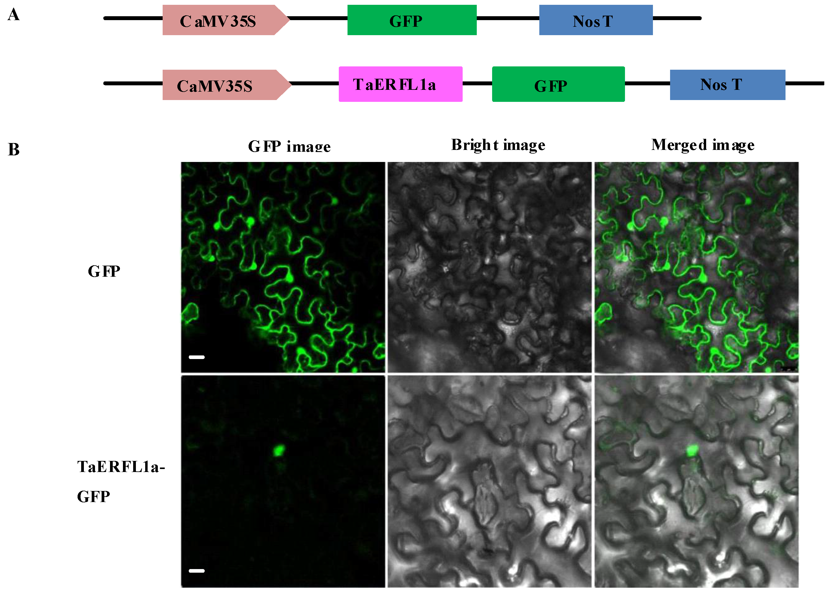 Ijms 19 01465 g004 Ijms 19 01465 g004