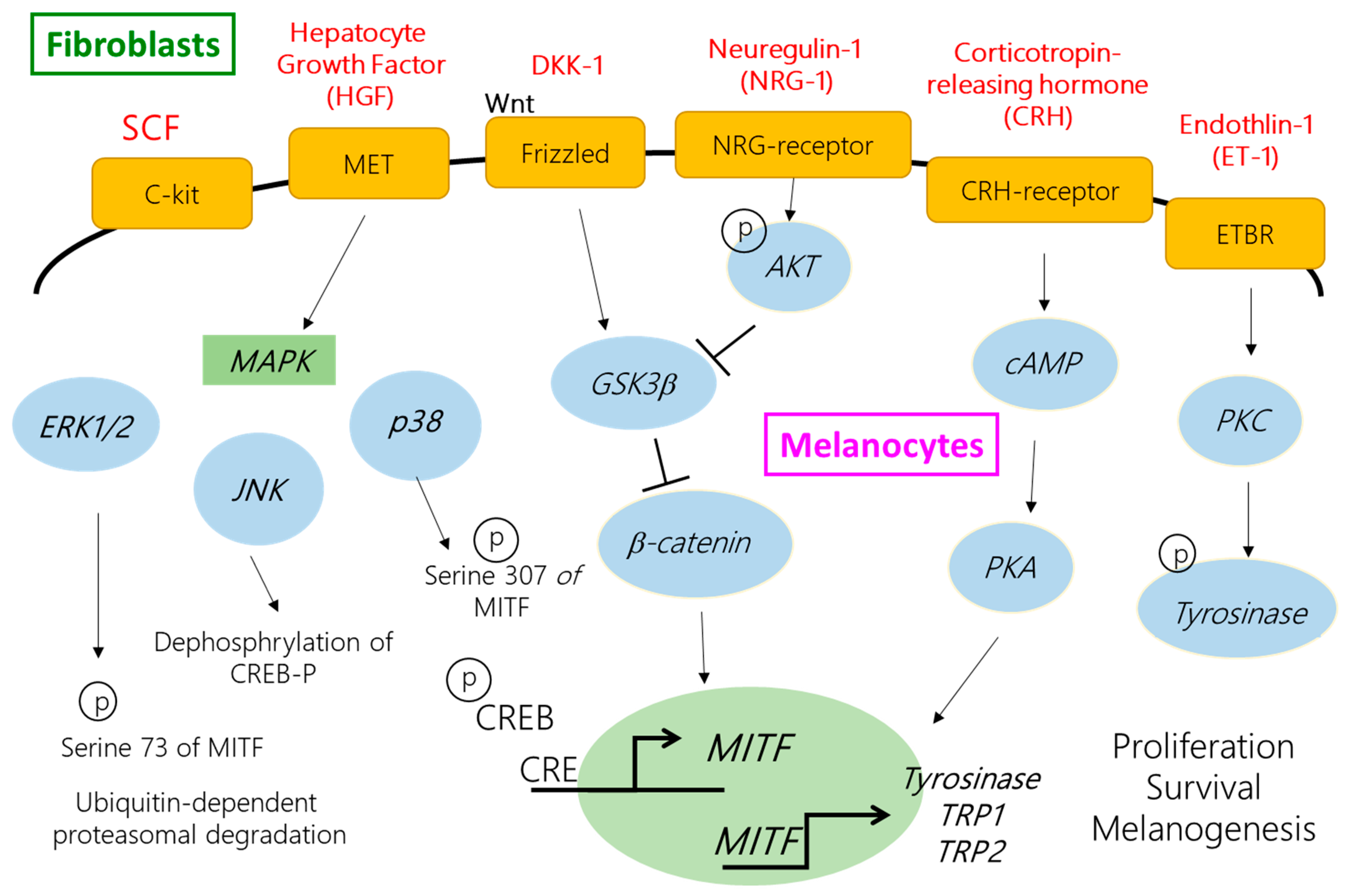 Ijms 19 01475 g006 550