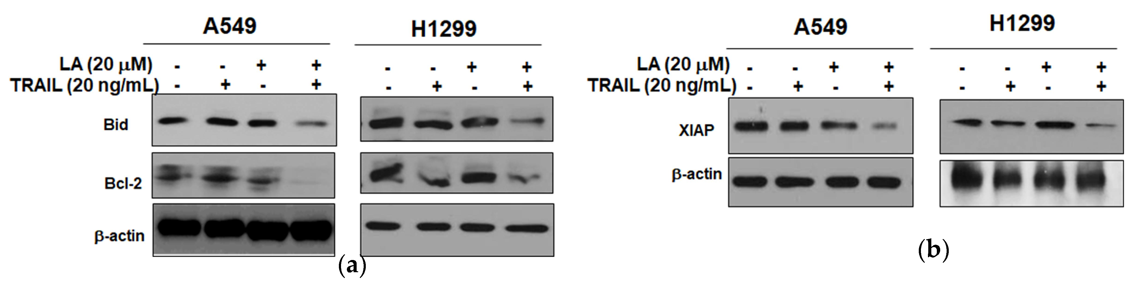 Ijms 19 01476 g003 550