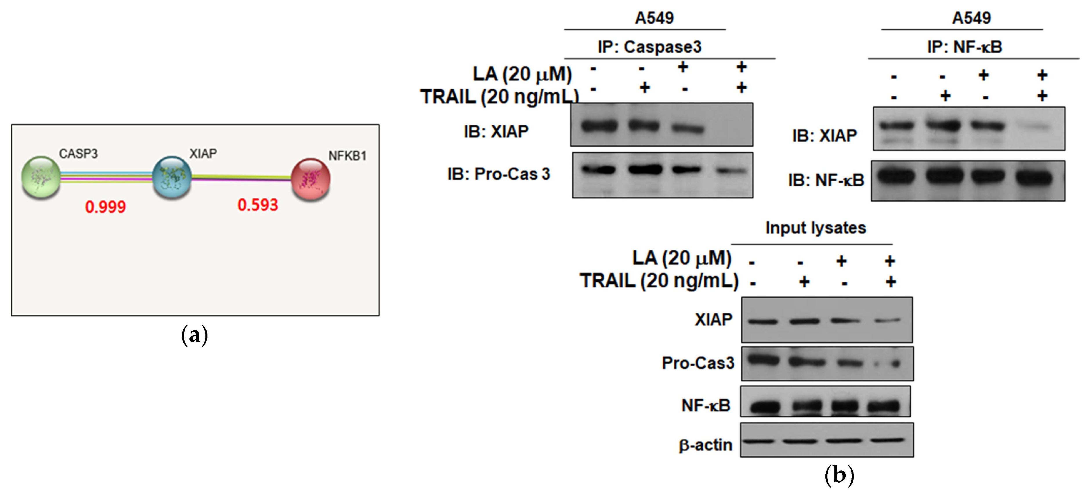 Ijms 19 01476 g005 550