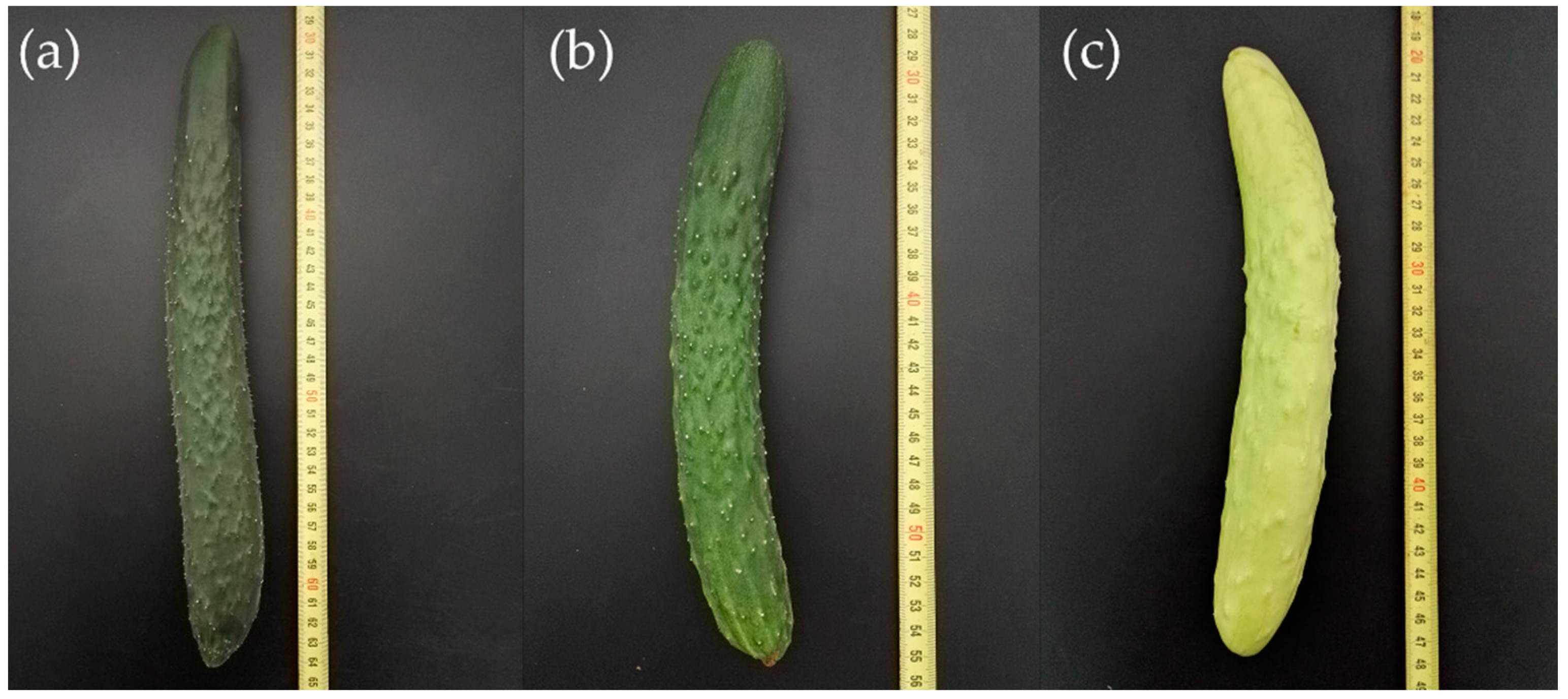 Immature Fruits And White Skin IJMS | Free Full-Text | Fine Mapping and Candidate Gene Prediction for