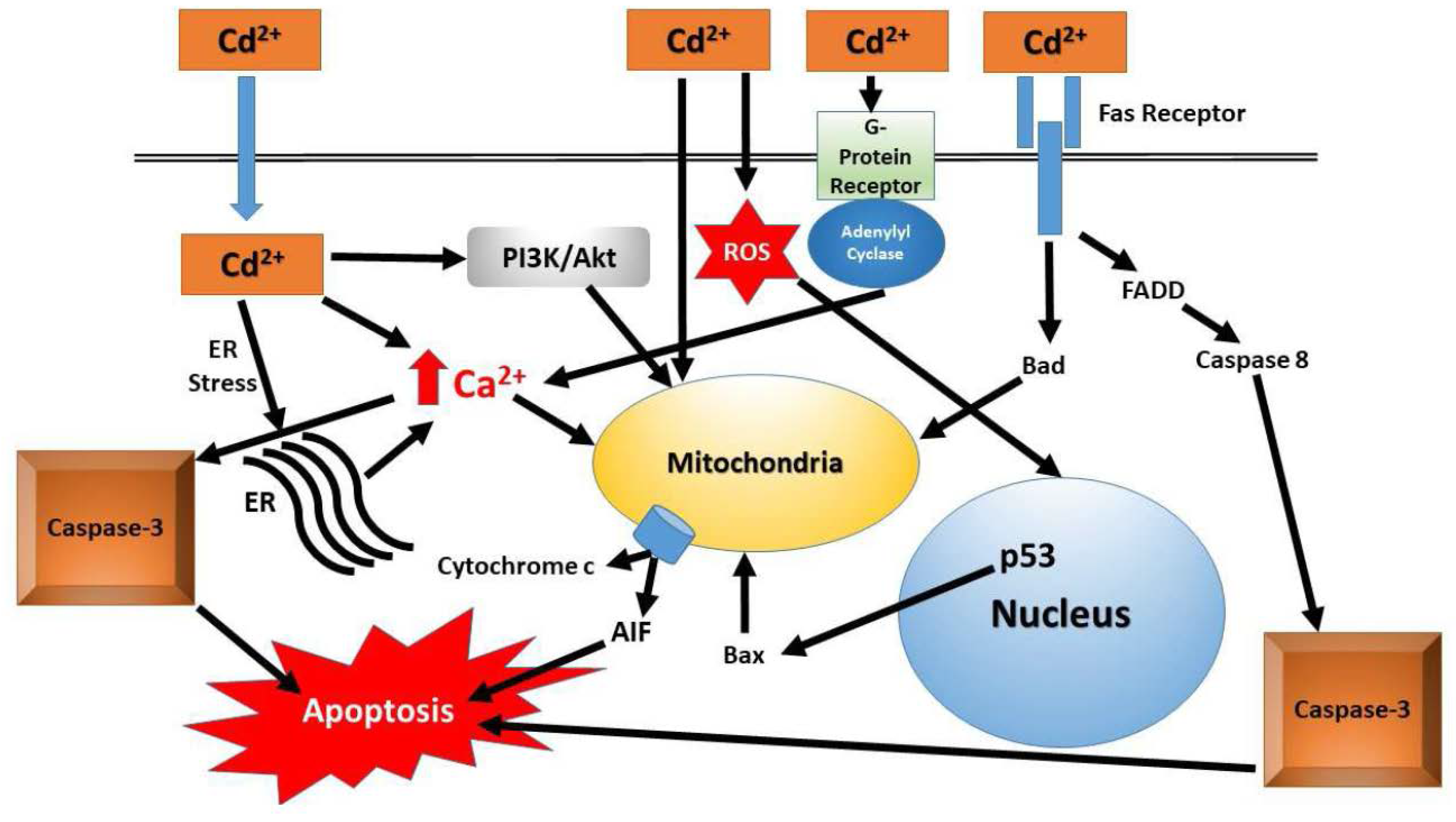 Ijms 19 01501 g001 Ijms 19 01501 g001