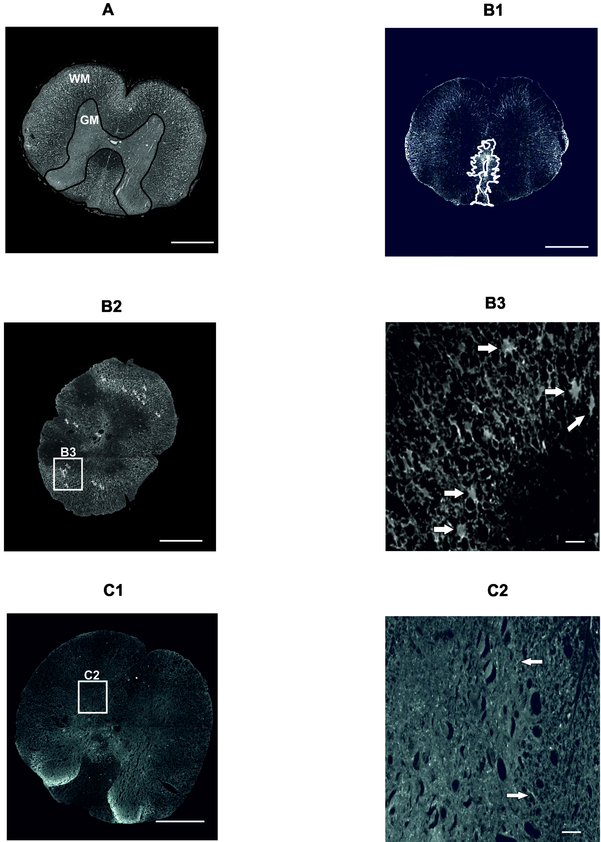 Ijms 19 01503 g004
