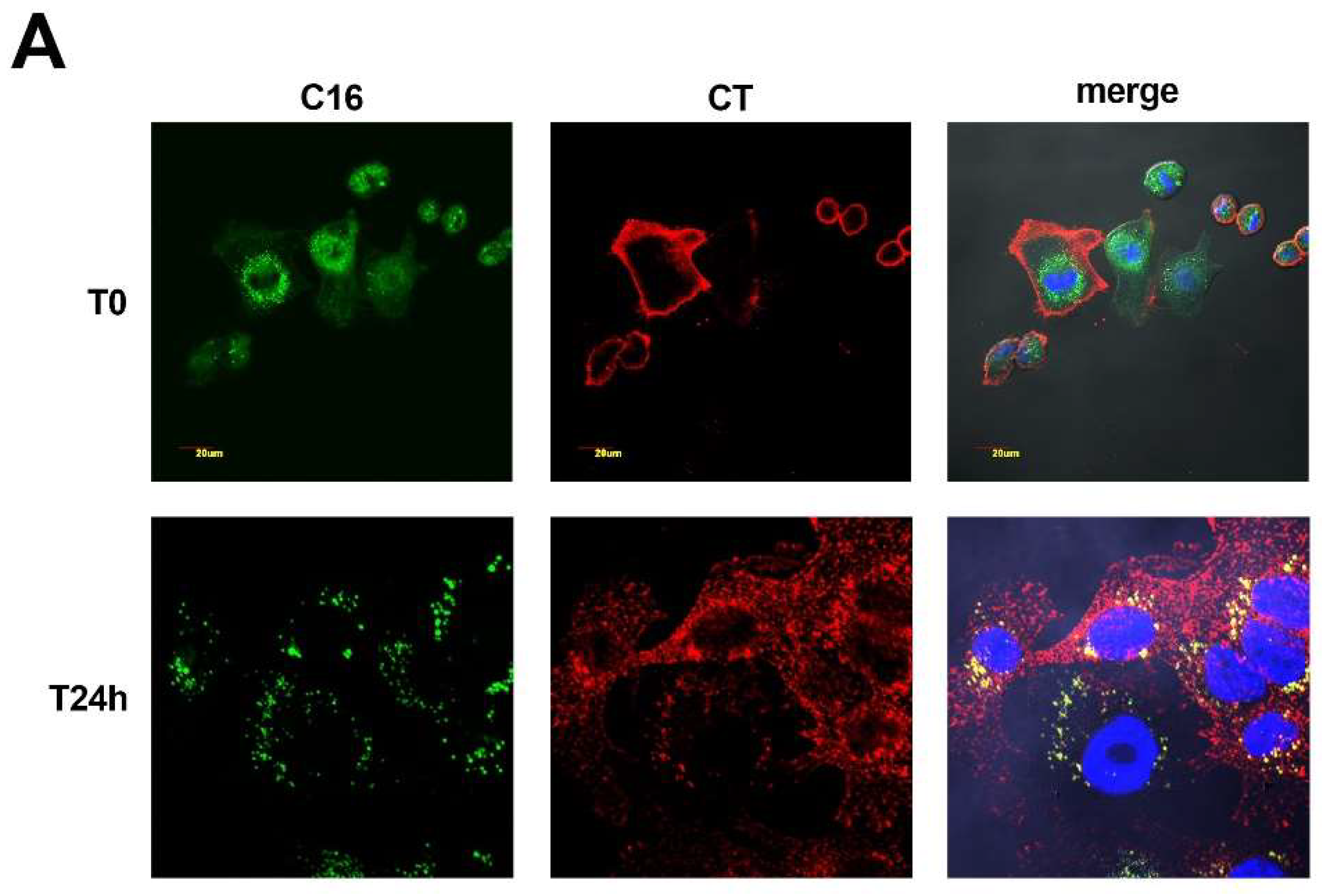 Ijms 19 01521 g003a 550