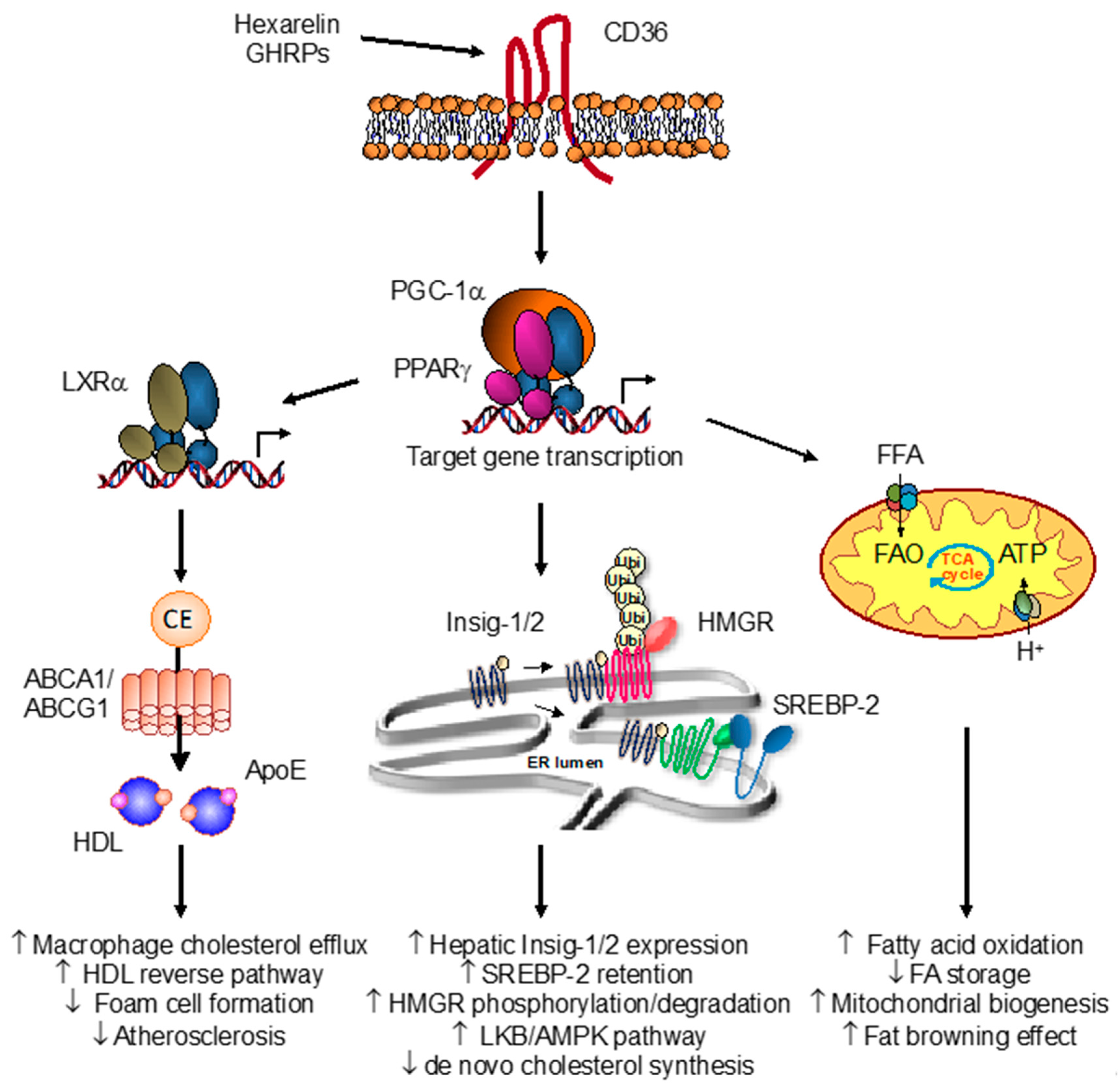 Ijms 19 01529 g001
