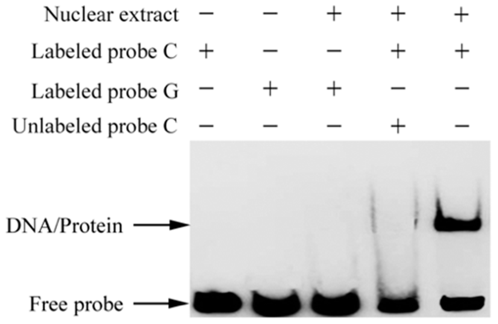 Ijms 19 01531 g004 Ijms 19 01531 g004