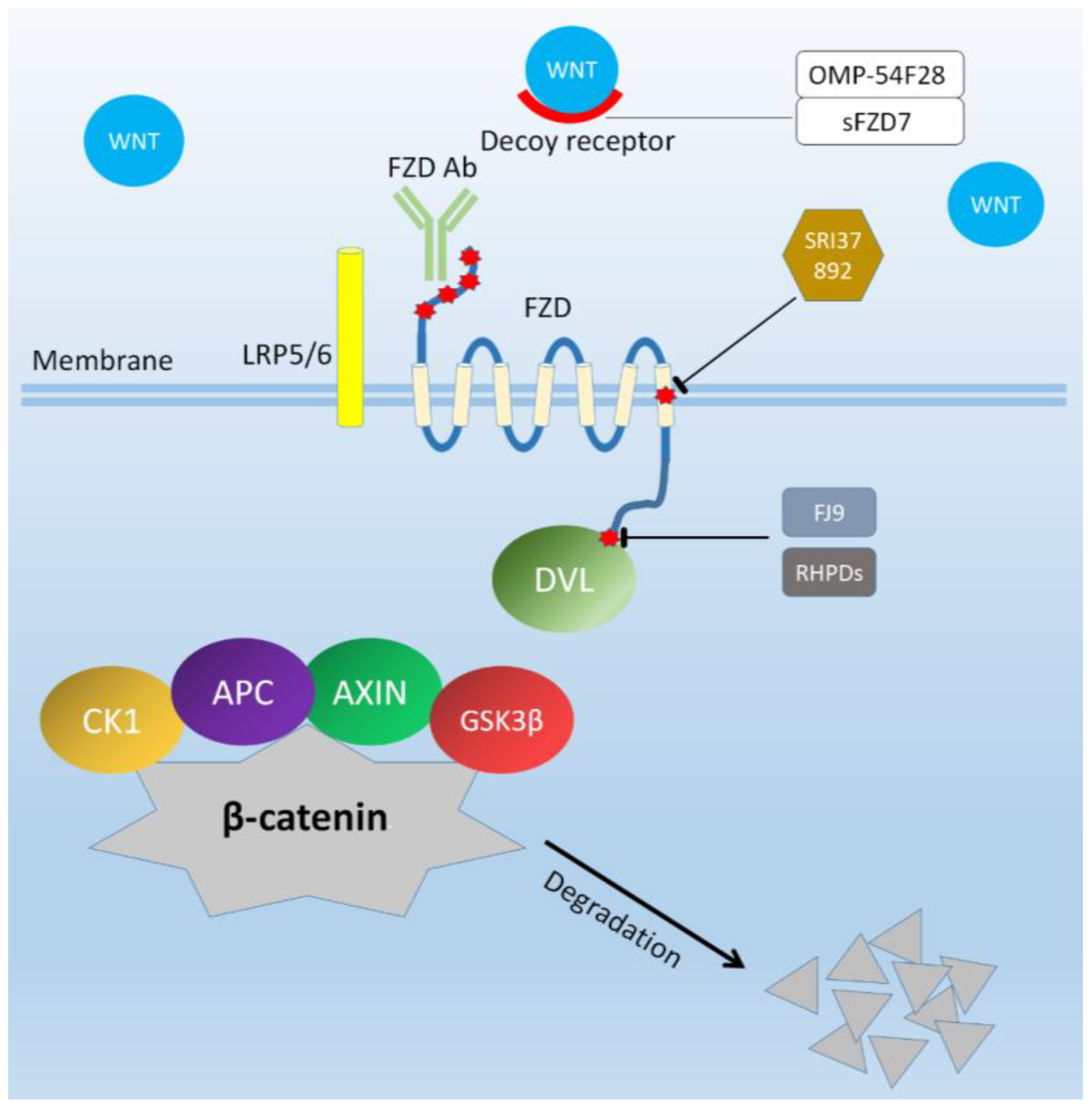 Ijms Free Full Text Frizzled Receptors As Potential Therapeutic Targets In Human Cancers Ijms Free Full Text Frizzled Receptors As Potential Therapeutic Targets In Human Cancers