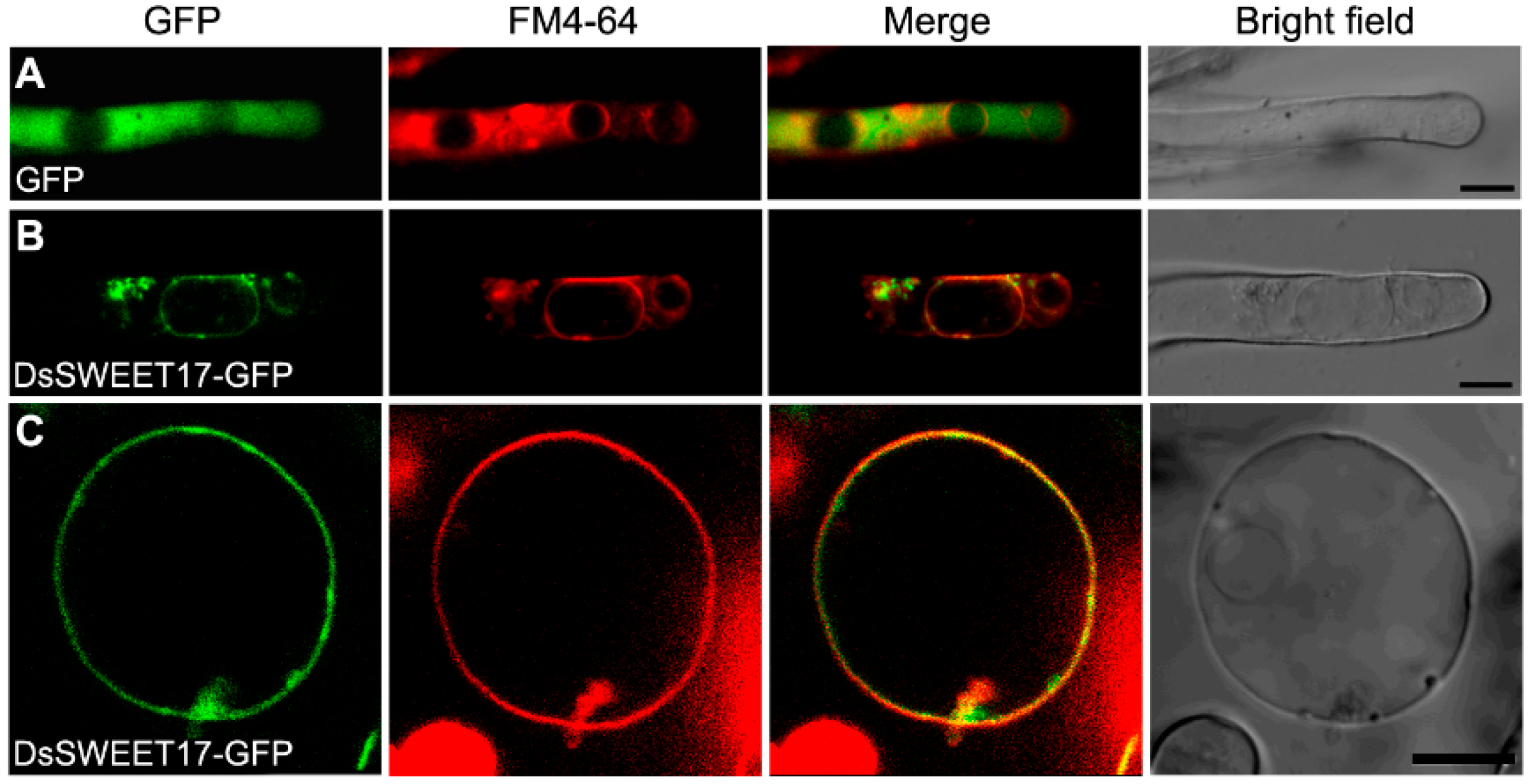Ijms 19 01564 g003 Ijms 19 01564 g003