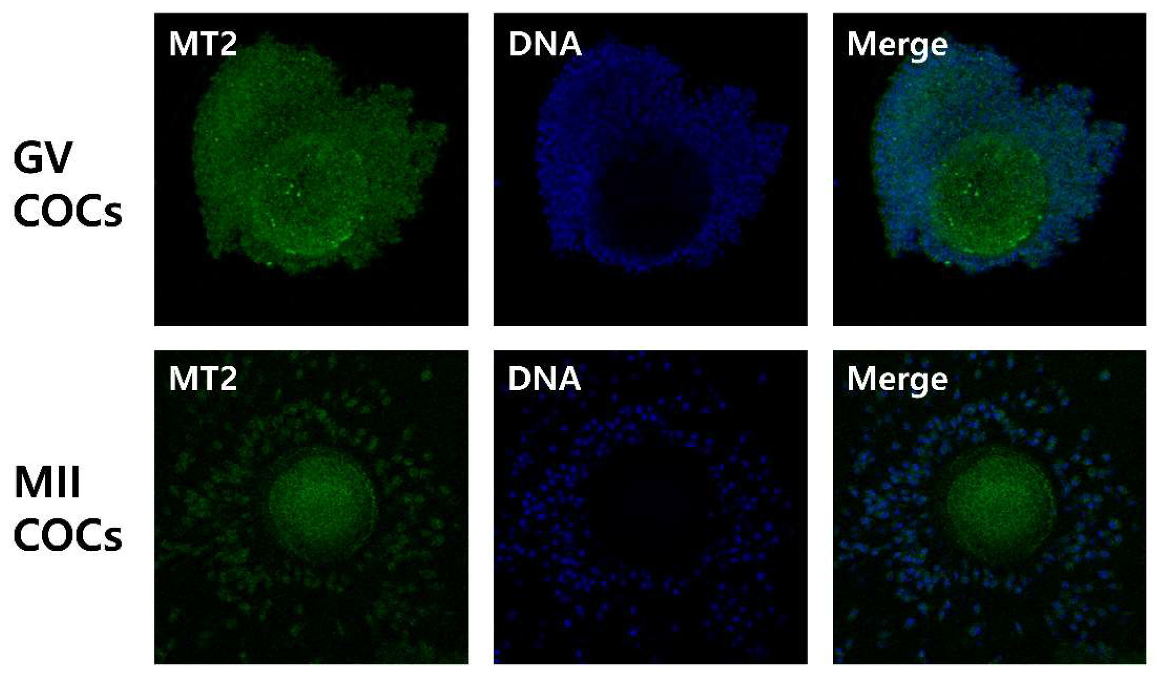 Ijms 19 01581 g001 550