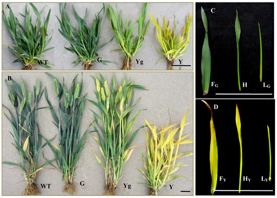 Candidate Genes for Yellow Leaf Color in Common Wheat (Triticum ...