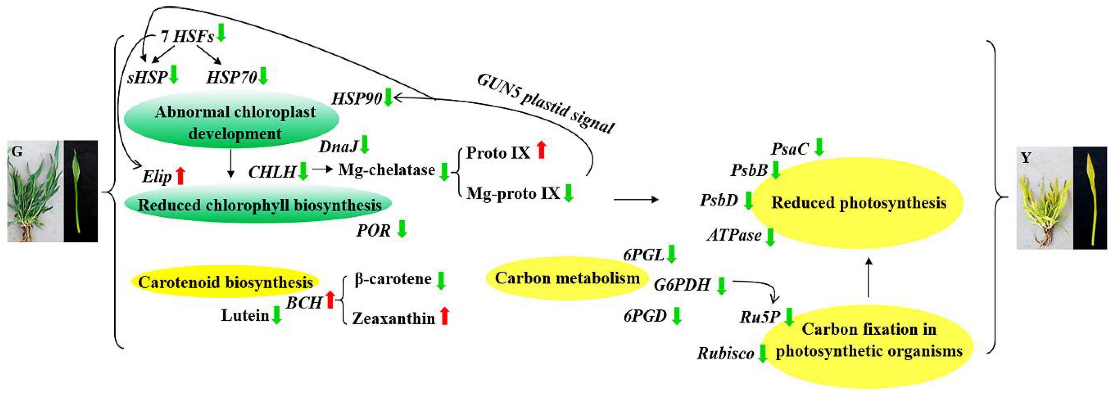 Ijms 19 01594 g013 Ijms 19 01594 g013