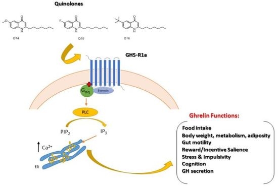 Central Functions of the Ghrelin Receptor