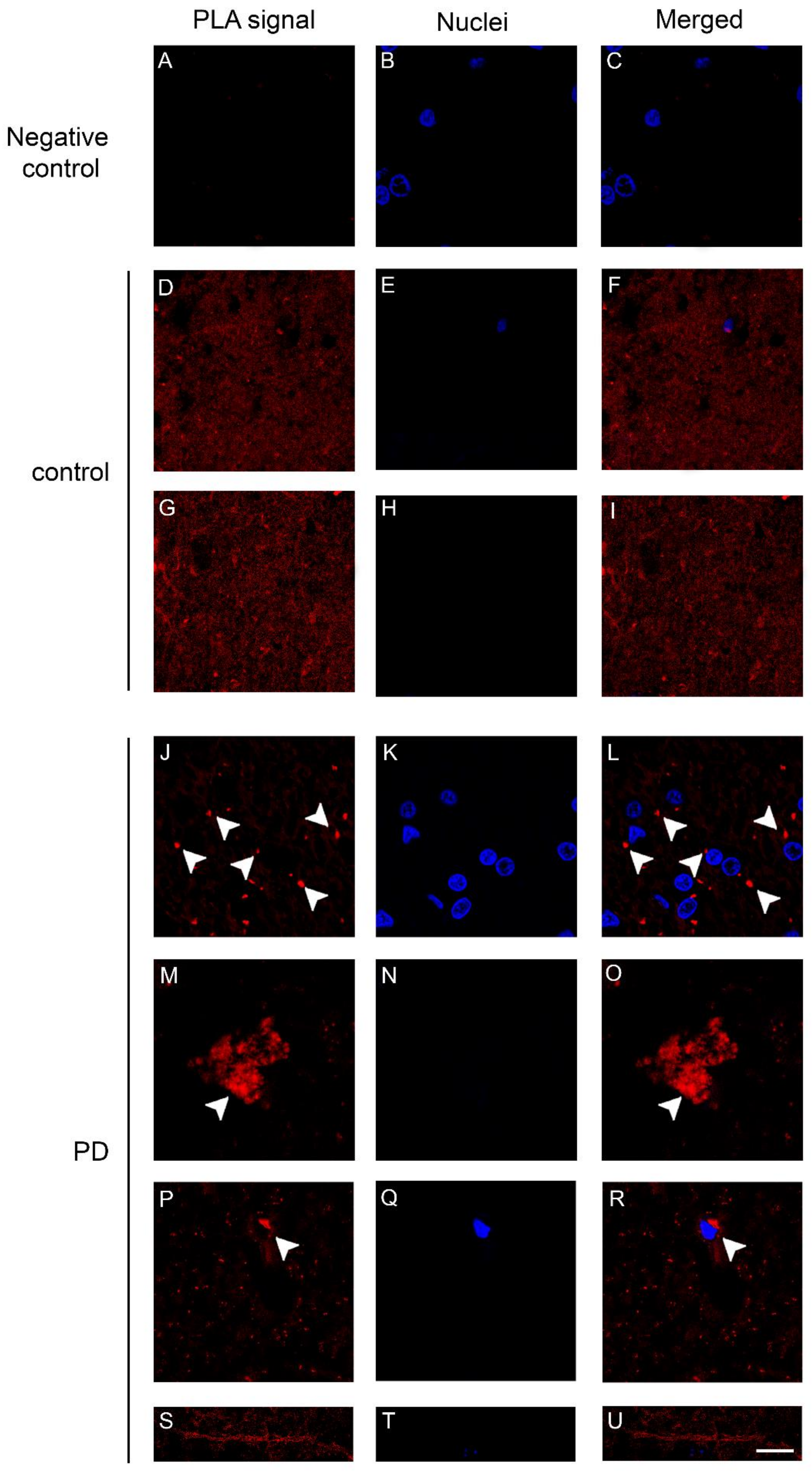 Ijms 19 01611 g004 Ijms 19 01611 g004