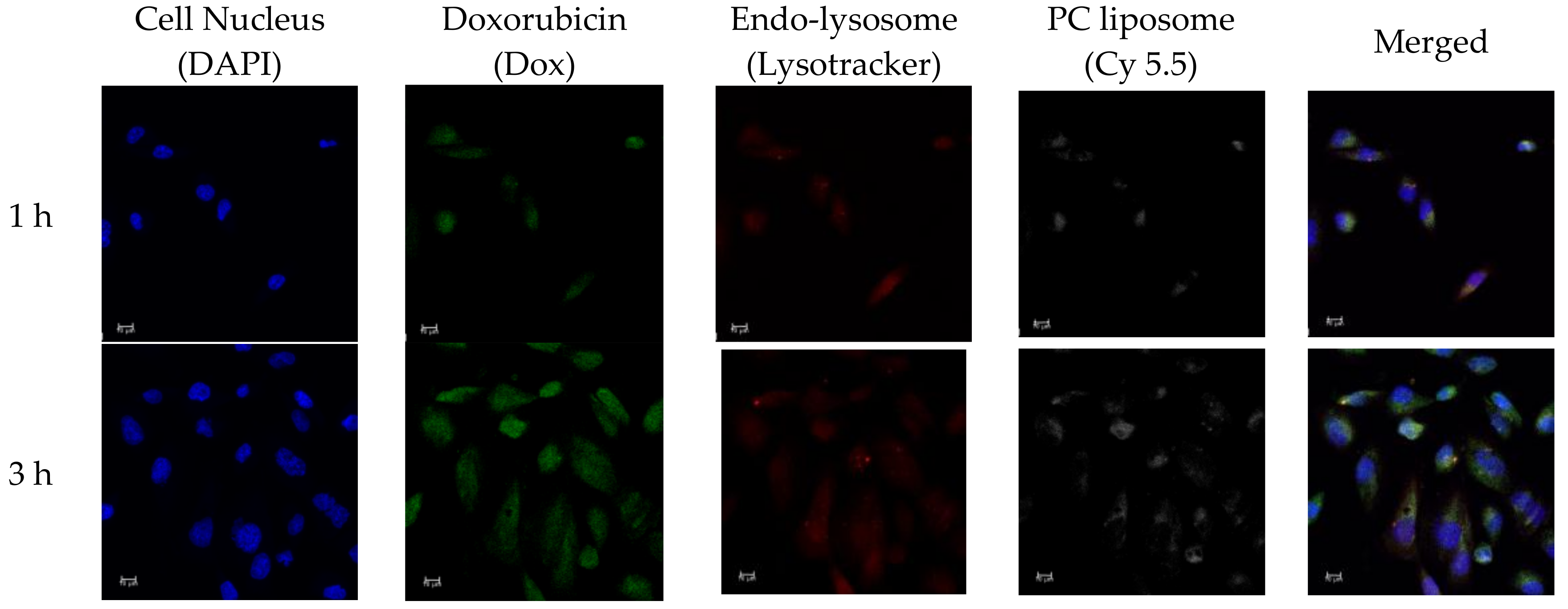 Ijms 19 01615 g007 550
