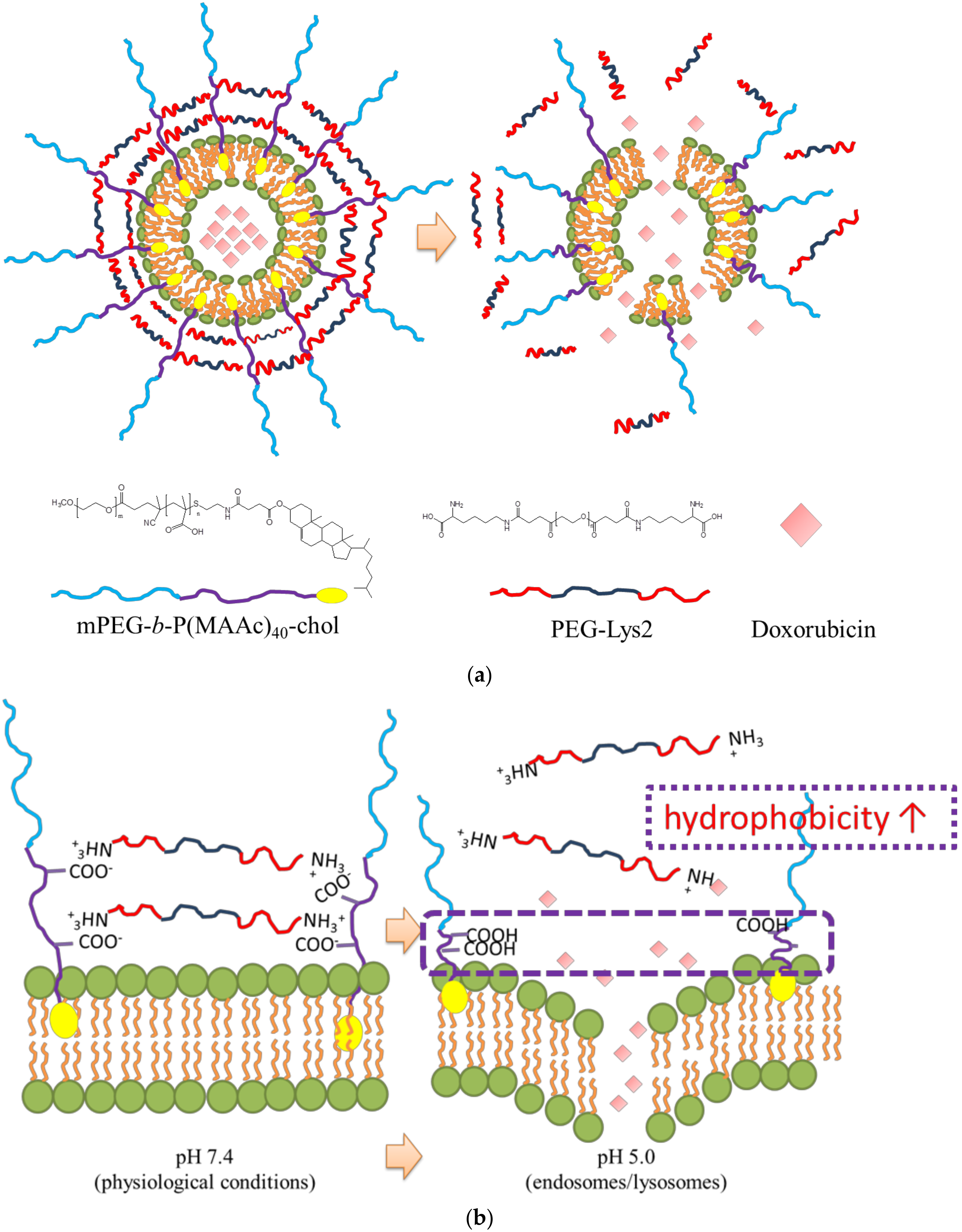Ijms 19 01615 sch001 550