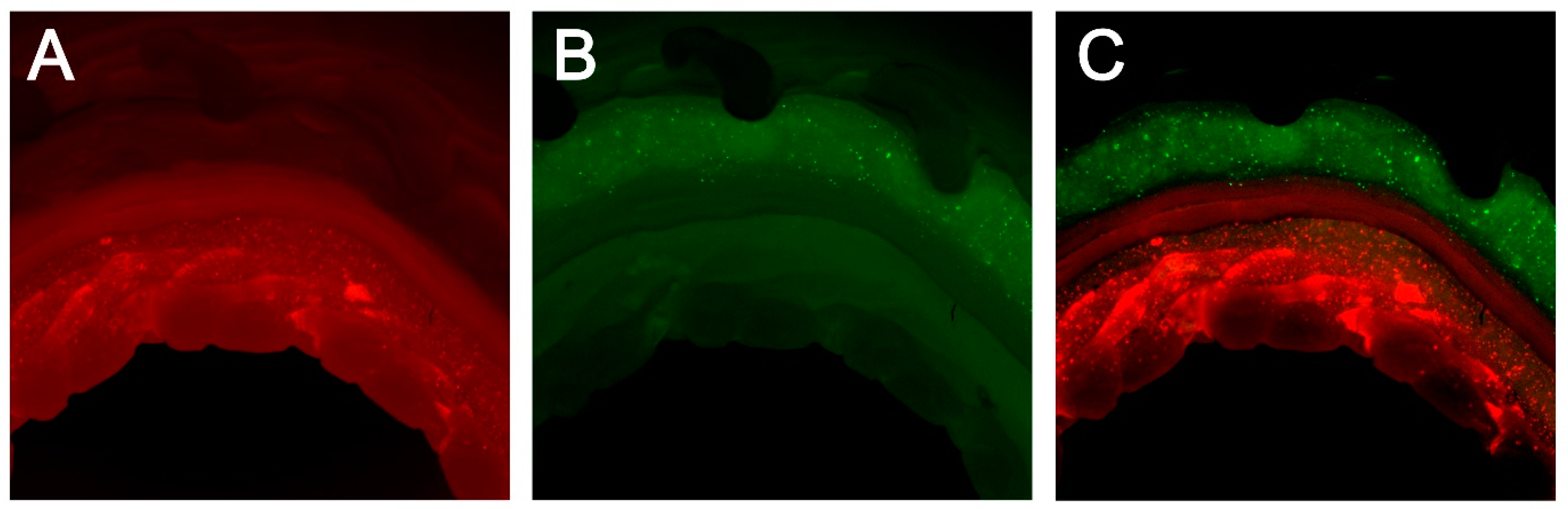 Ijms 19 01624 g003