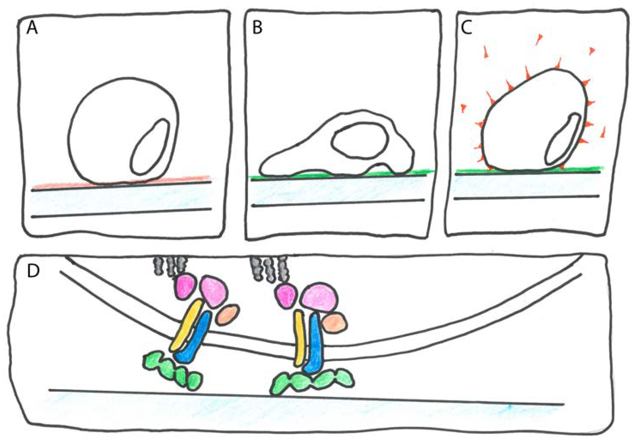 Ijms 19 01628 g002 Ijms 19 01628 g002