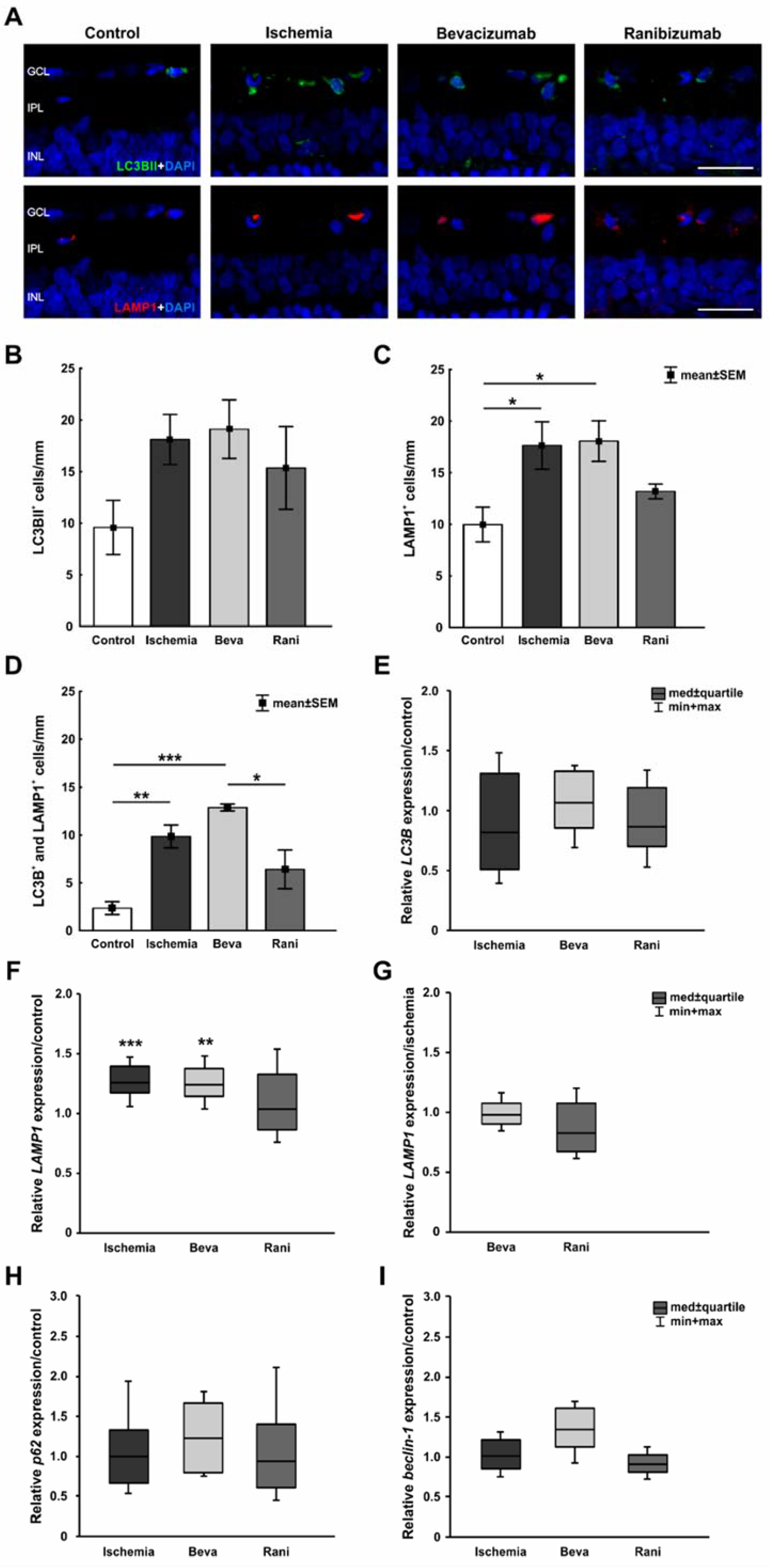 Ijms 19 01636 g003 Ijms 19 01636 g003