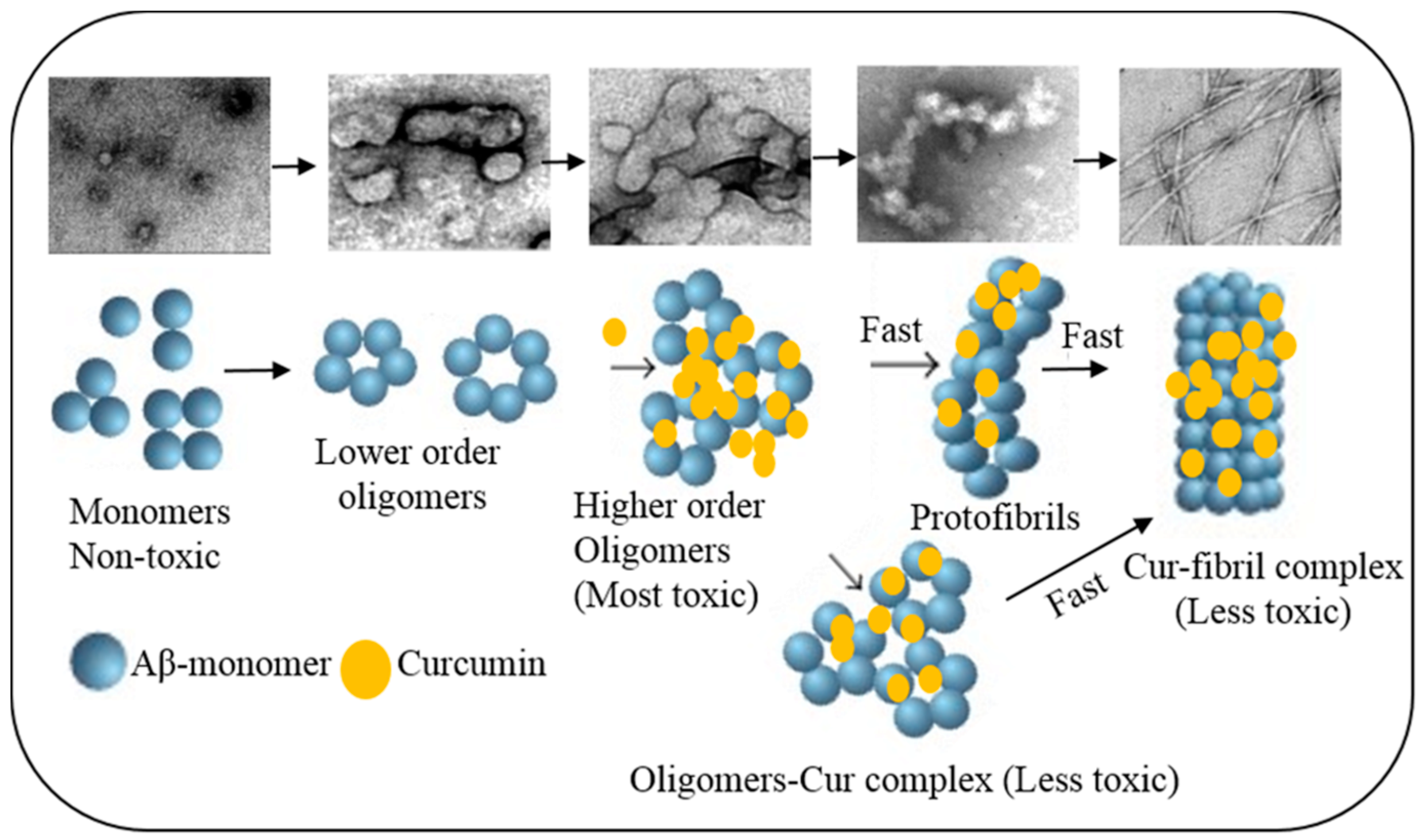 Ijms 19 01637 g014 Ijms 19 01637 g014