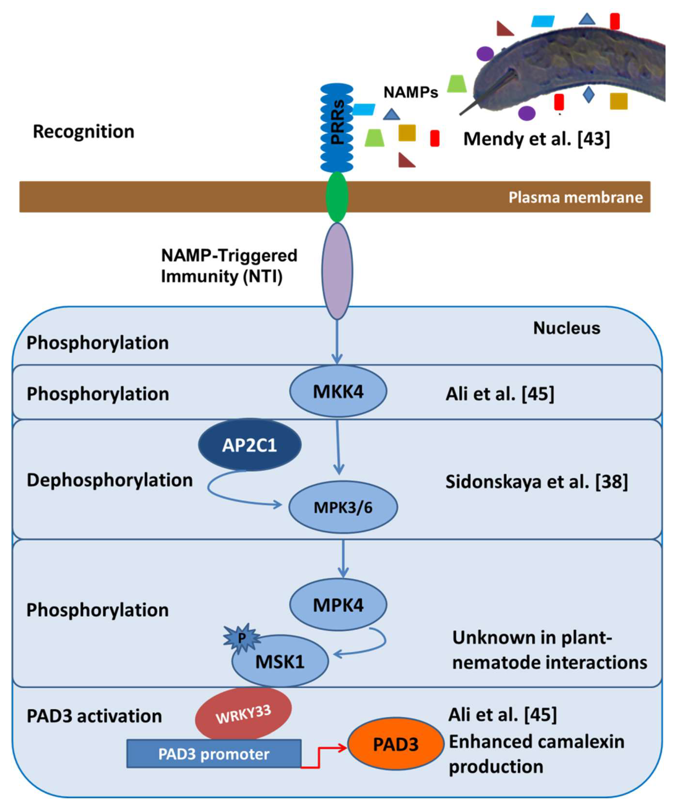IJMS | Free Full-Text | Signal Transduction in Plant–Nematode Interactions IJMS | Free Full-Text | Signal Transduction in Plant–Nematode Interactions