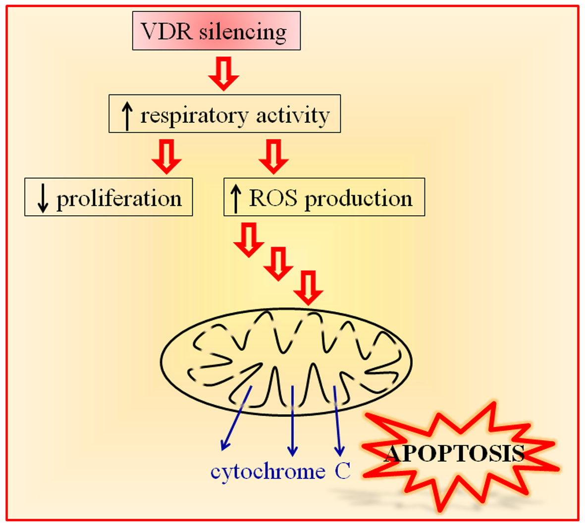 IJMS Free FullText Vitamin D Receptor Is Necessary for