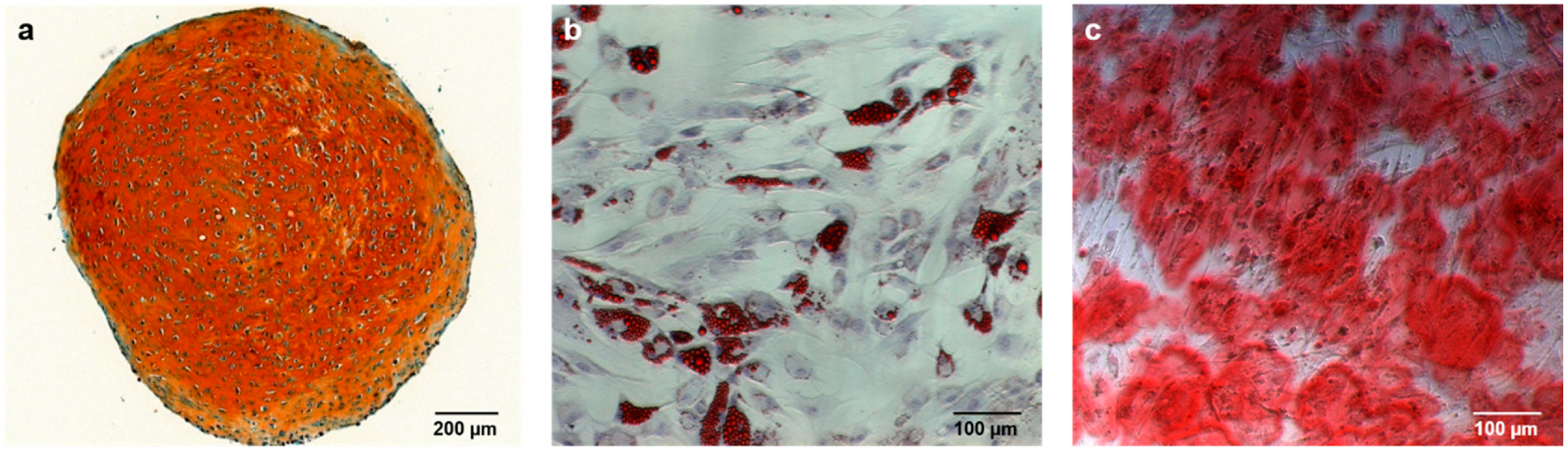 Ijms 19 01674 g002 Ijms 19 01674 g002