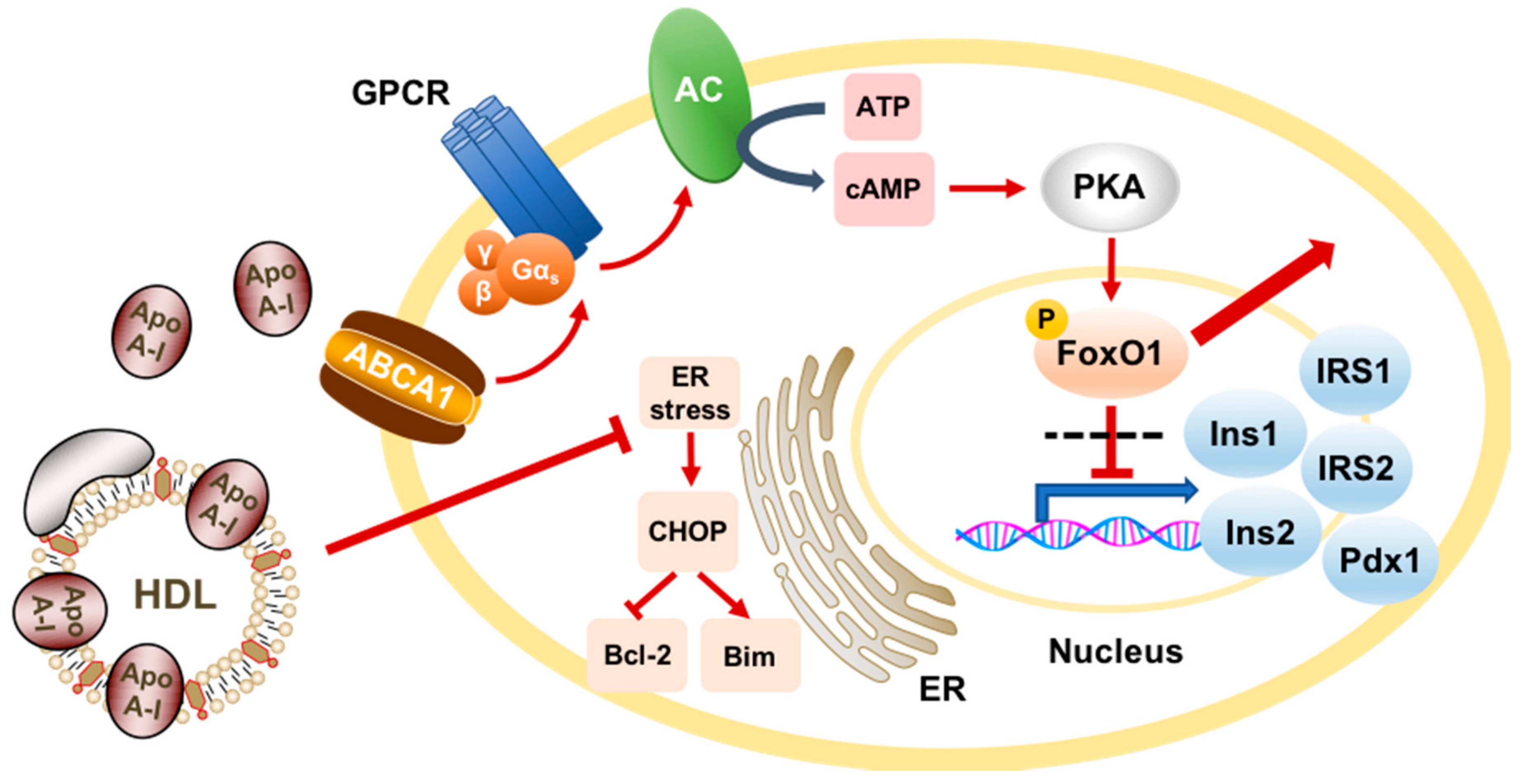 Ijms 19 01680 g001 Ijms 19 01680 g001
