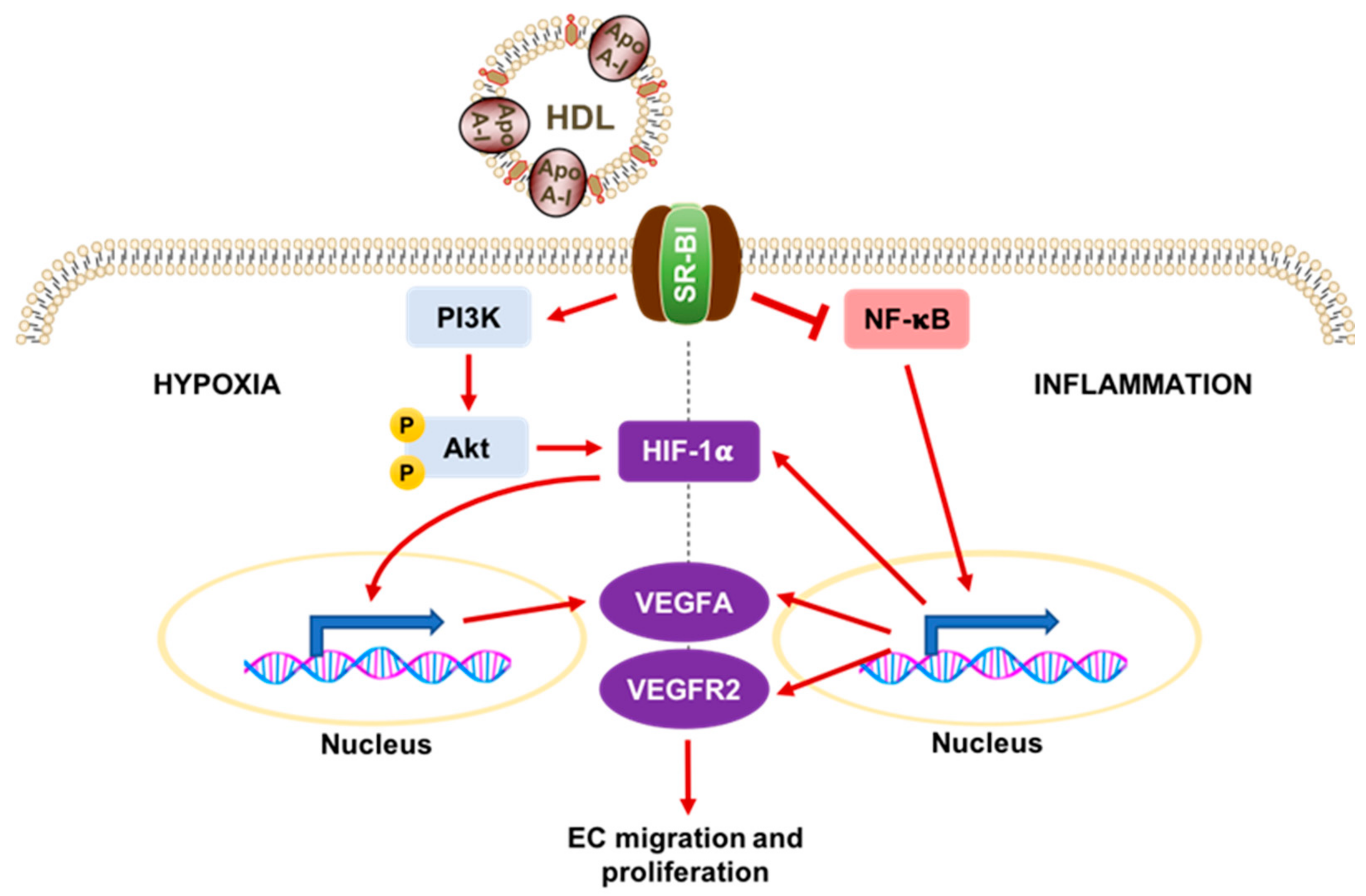 Ijms 19 01680 g003 Ijms 19 01680 g003
