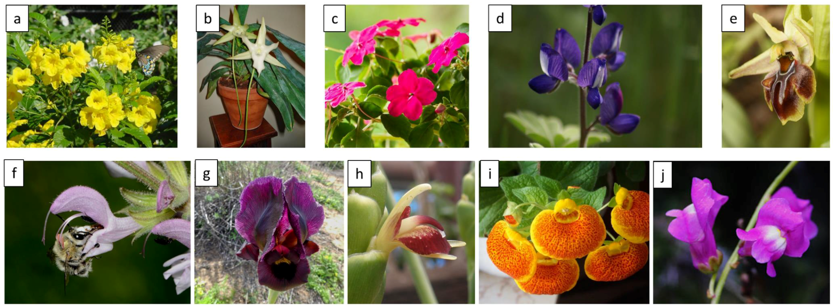 Ijms 19 01681 g001 Ijms 19 01681 g001