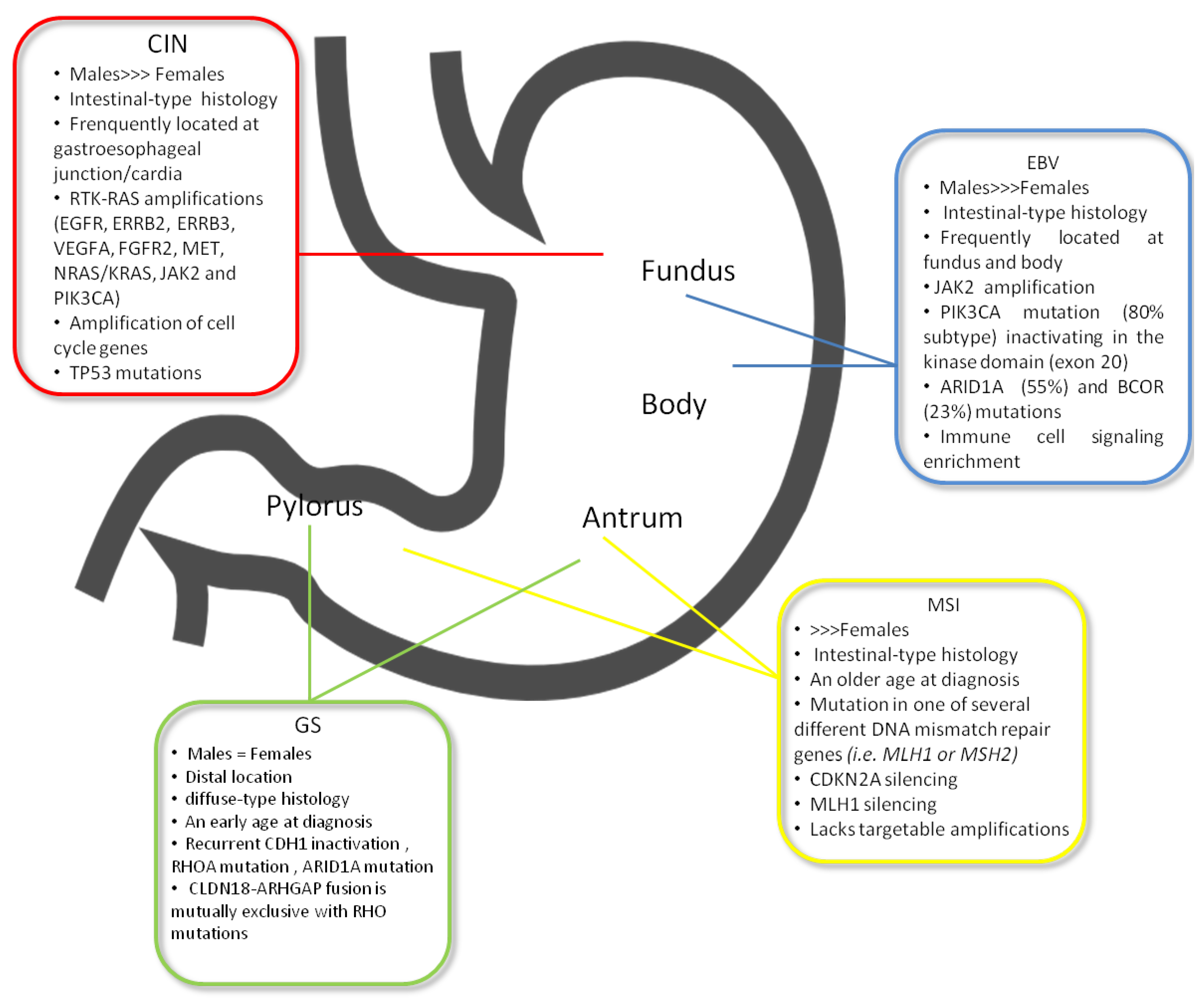 gastric cancer molecular subtypes