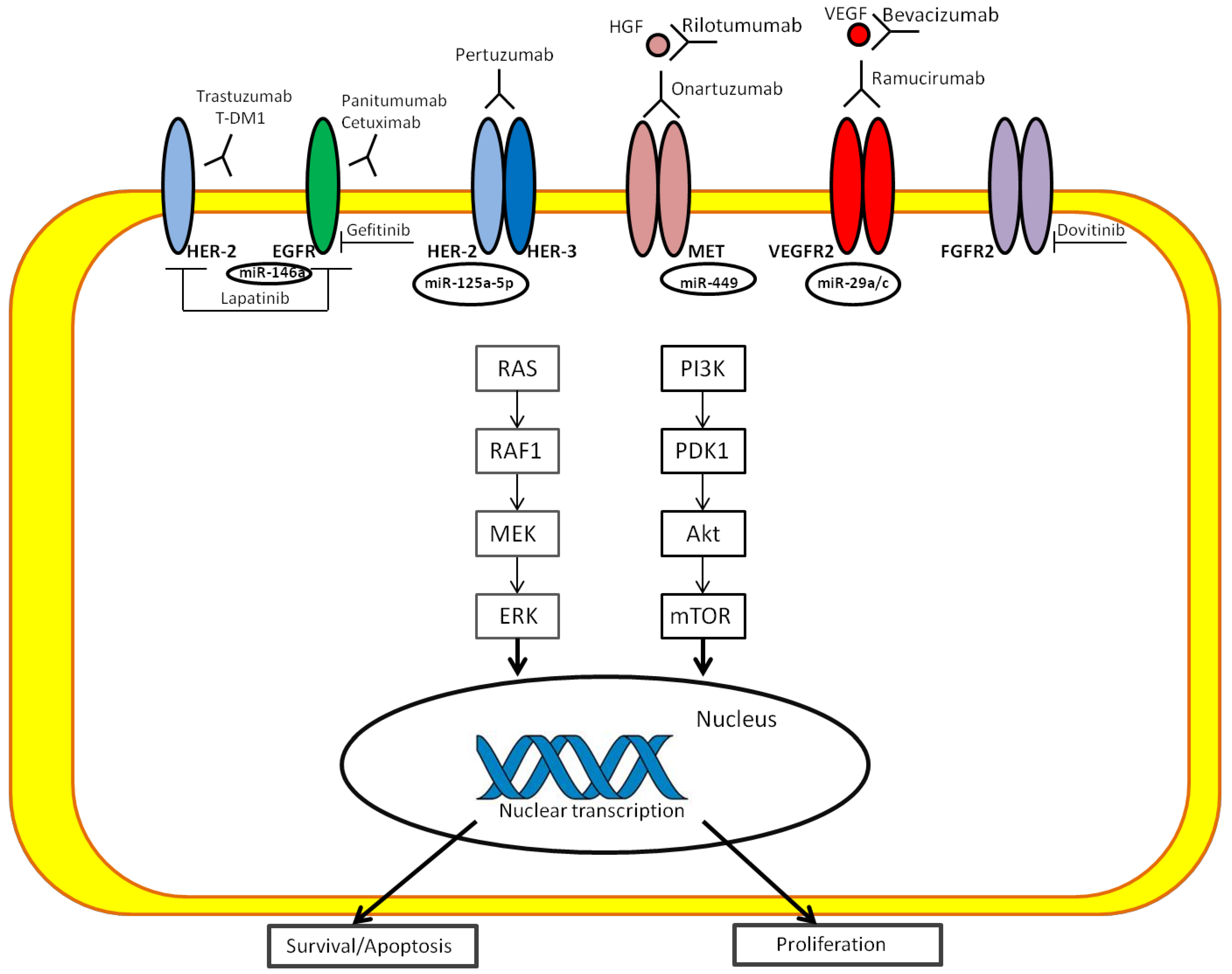 Proposed Molecular and miRNA Classification of Gastric Cancer