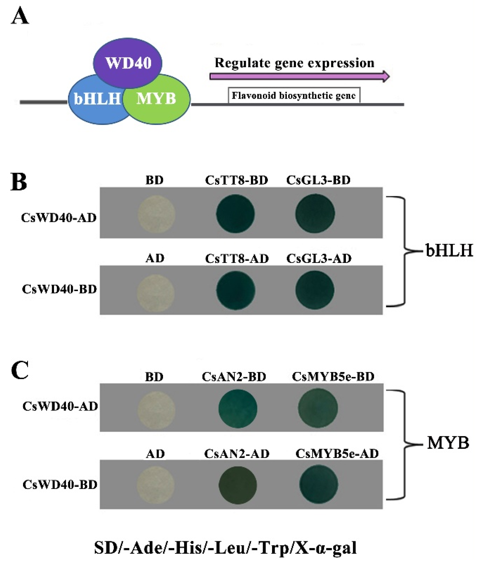 Ijms Free Full Text A Wd40 Repeat Protein From Camellia Sinensis Regulates Anthocyanin And Proanthocyanidin Accumulation Through The Formation Of Myb Bhlh Wd40 Ternary Complexes Html