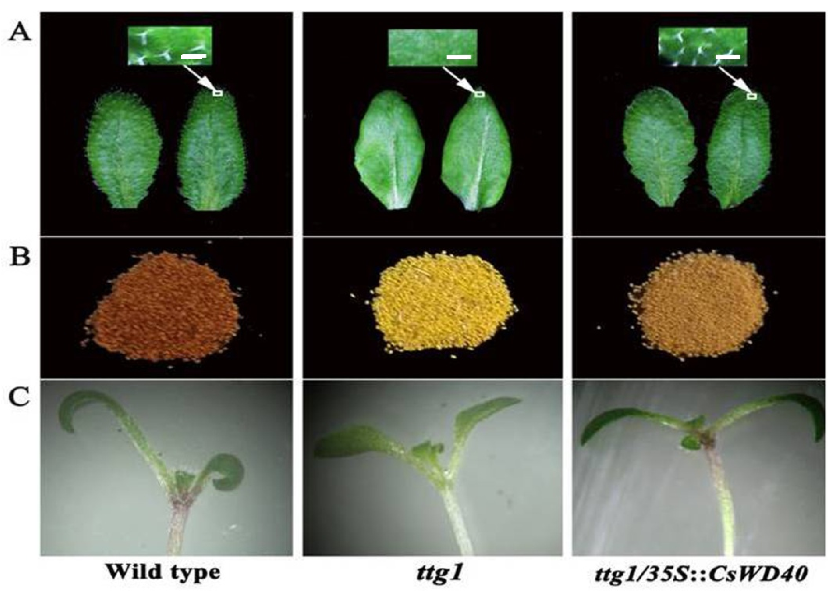 Ijms 19 01686 g002 Ijms 19 01686 g002