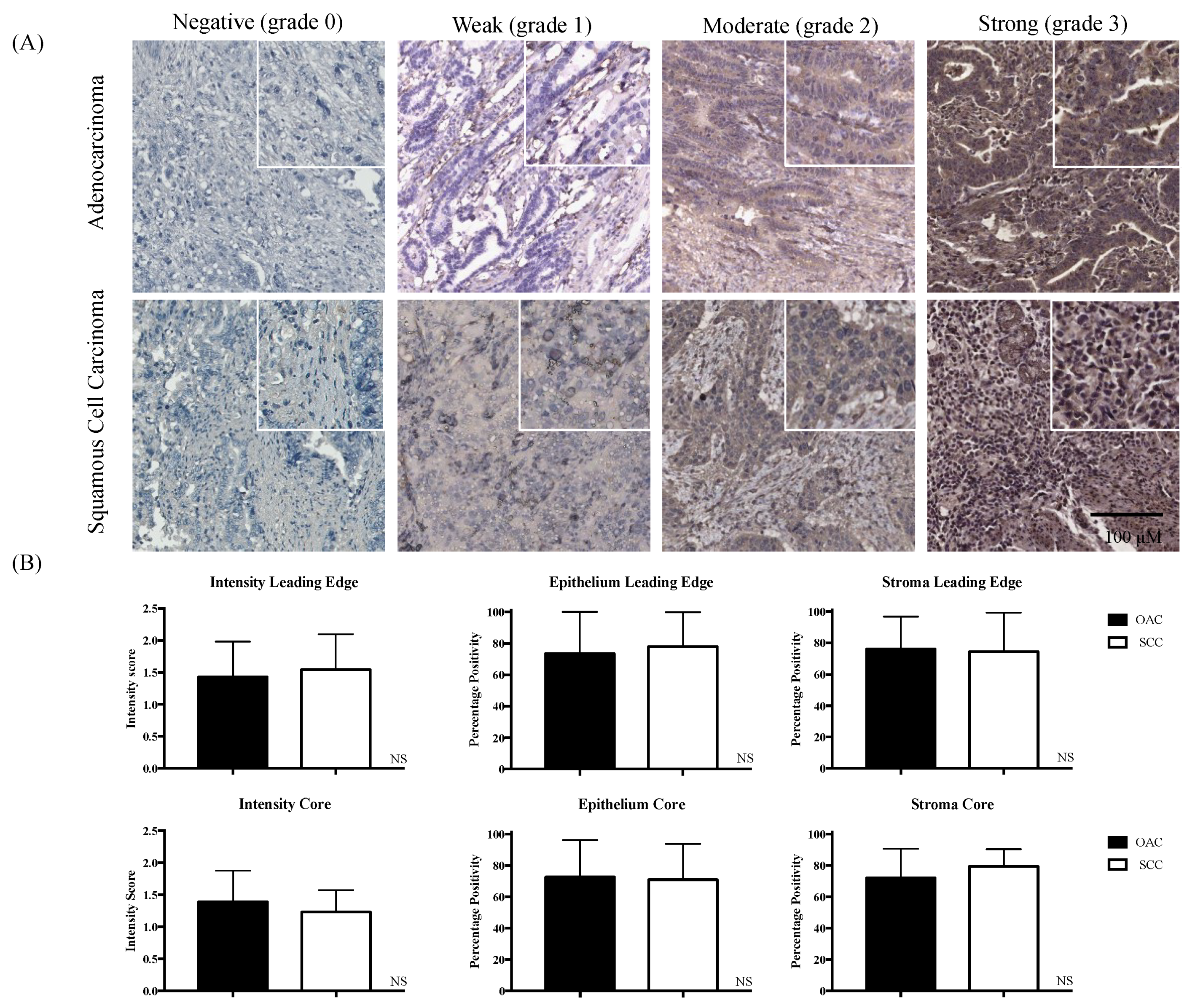 Ijms 19 01720 g001 Ijms 19 01720 g001