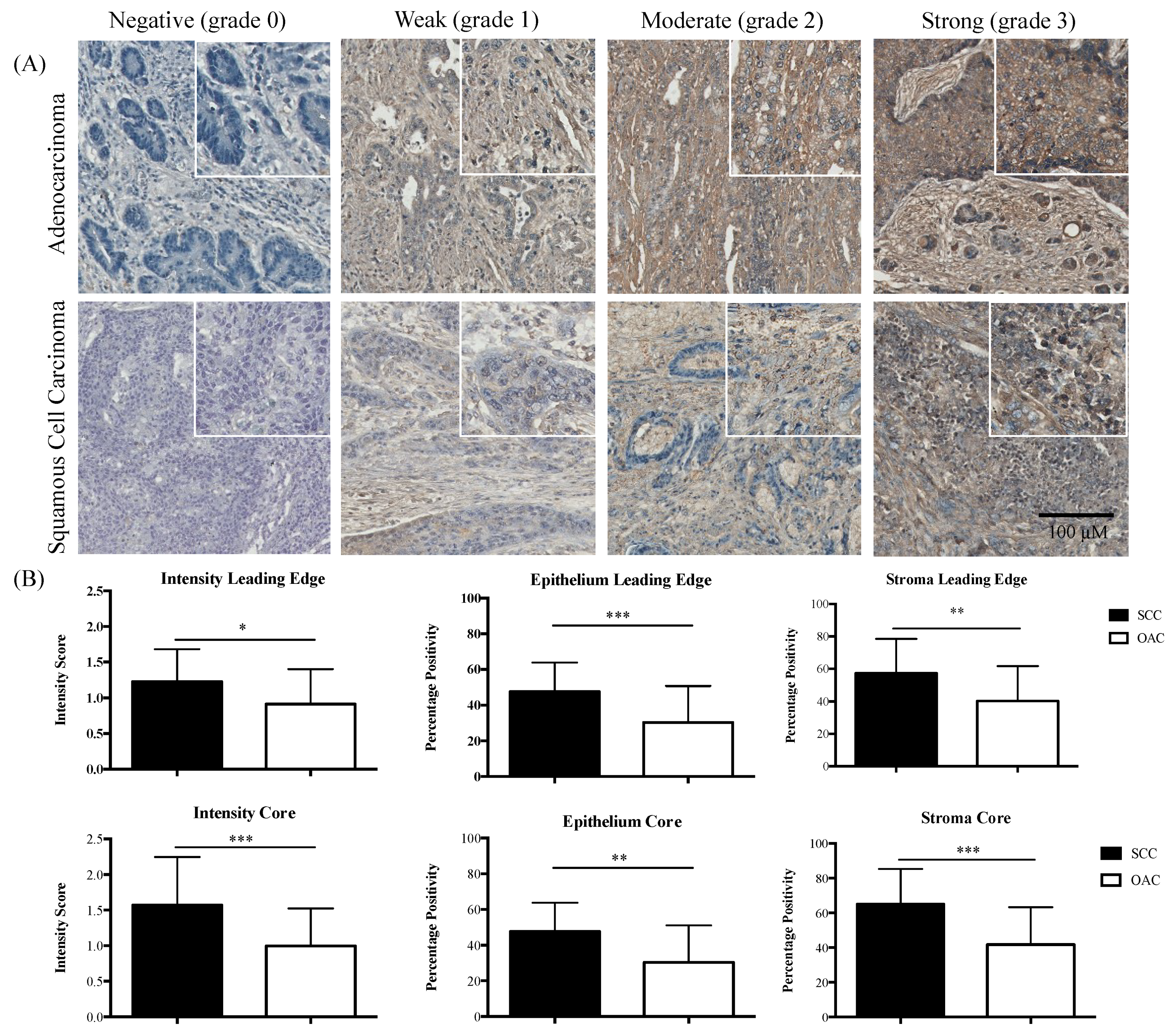 Ijms 19 01720 g002 Ijms 19 01720 g002