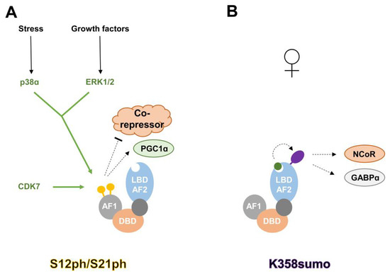 Ijms Free Full Text Functional Regulation Of Ppars Through Post Translational Modifications Html
