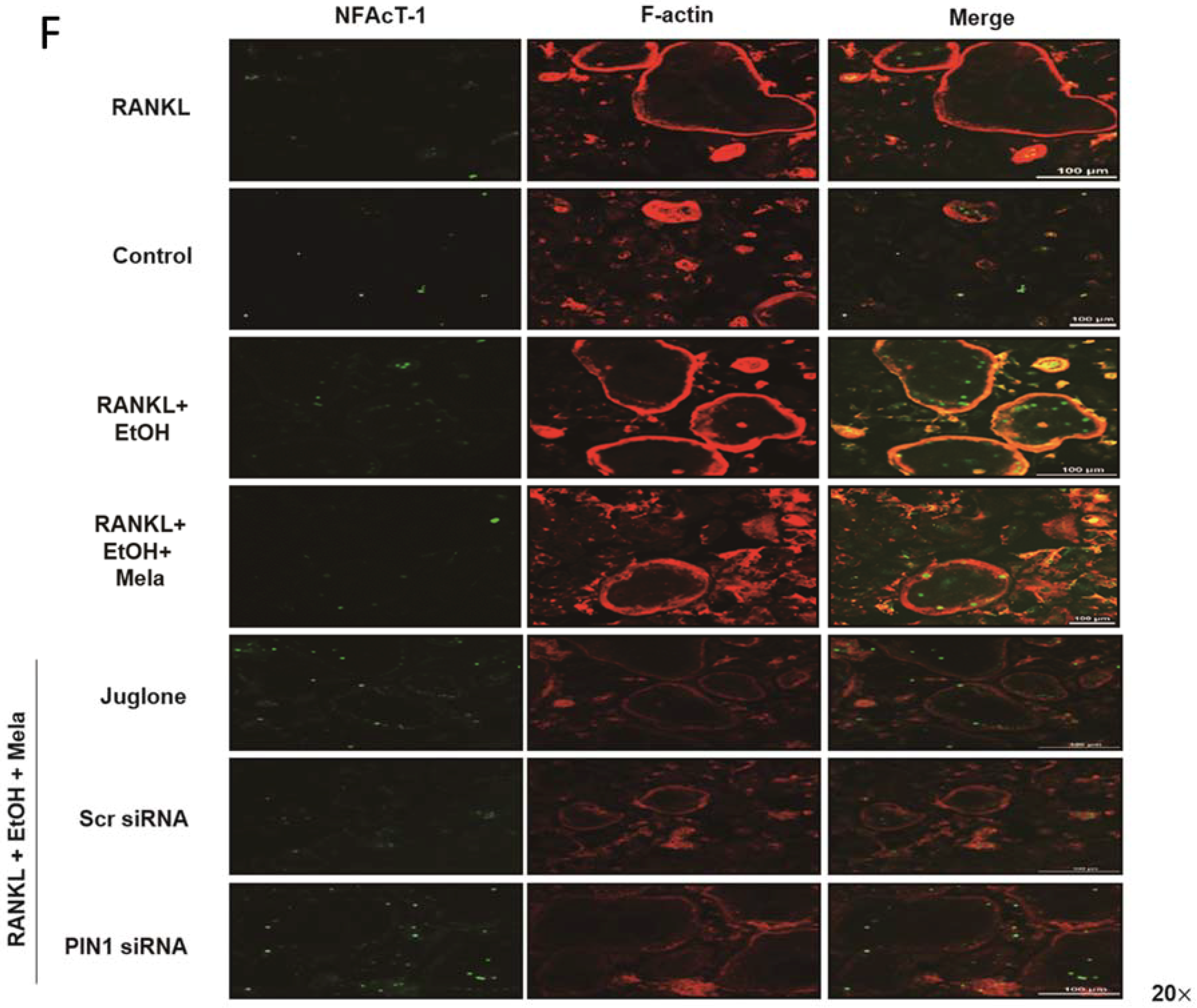 Ijms 19 01742 g007b Ijms 19 01742 g007b
